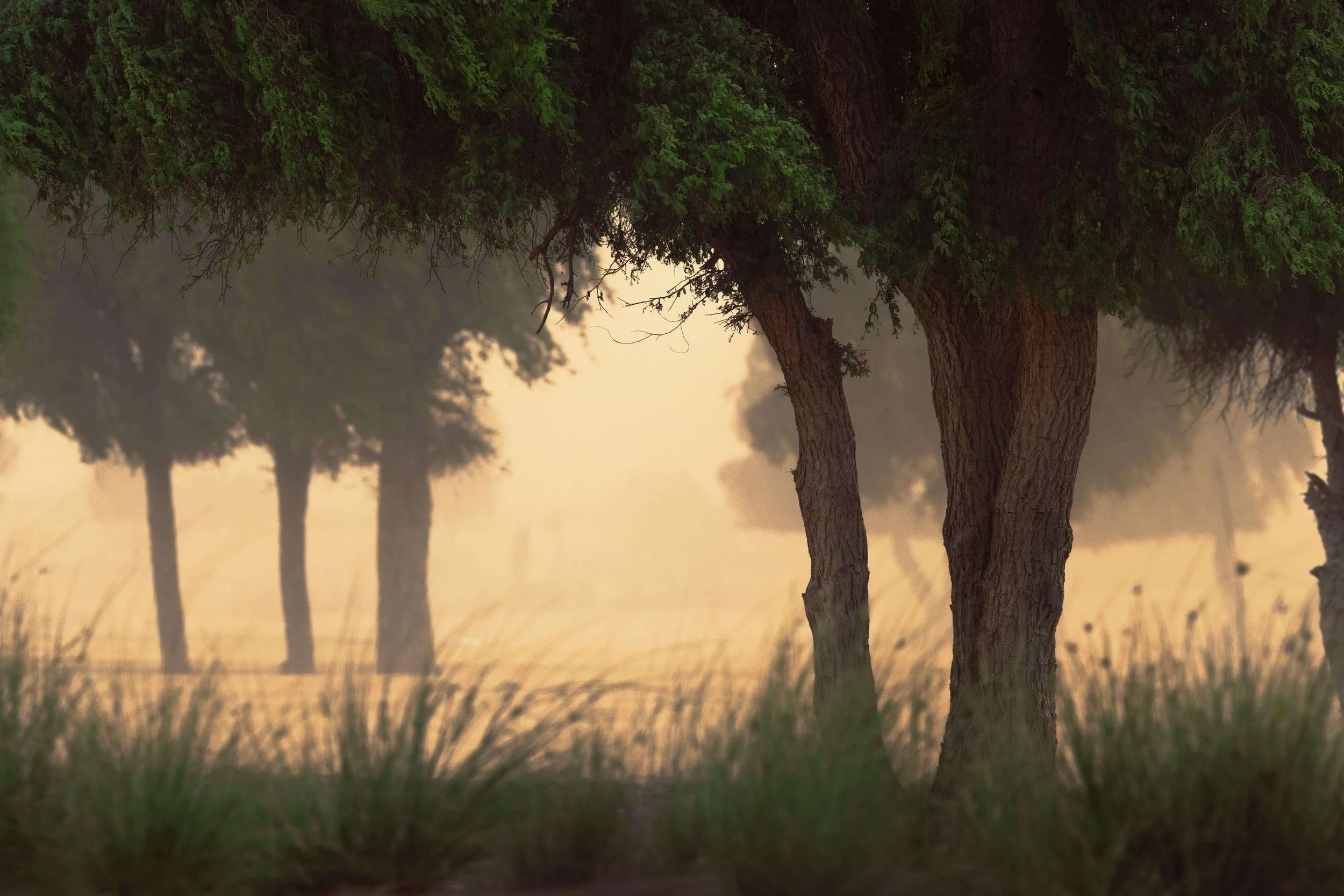 WhatsApp Image 2025-01-16 at 11.10.22 AM.jpeg