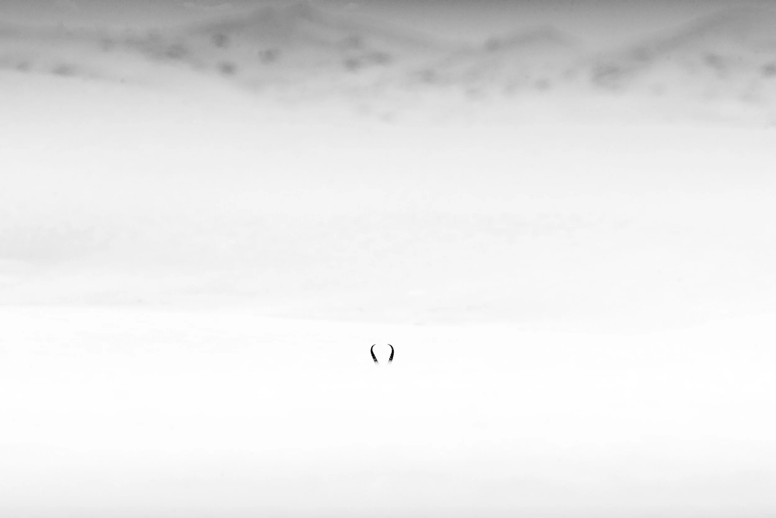 minimalist-uae-oryx-horns-sand-dune-desert-sarab.jpg