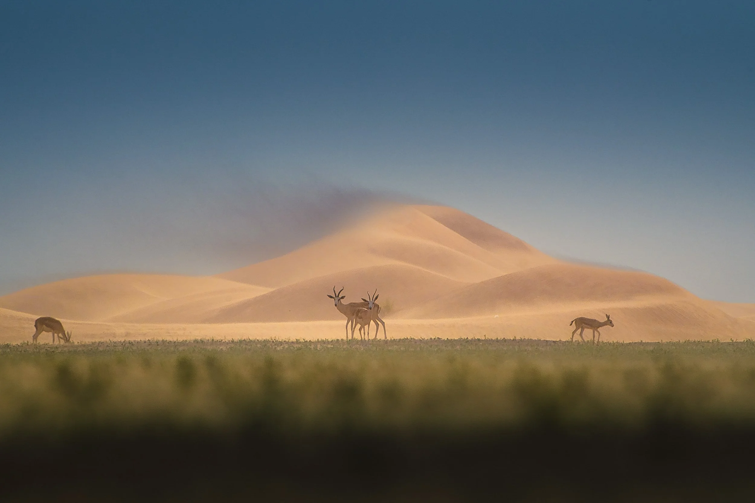 arabian-gazelles-grazing-wind-swept-dunes-uae-sarab.jpg