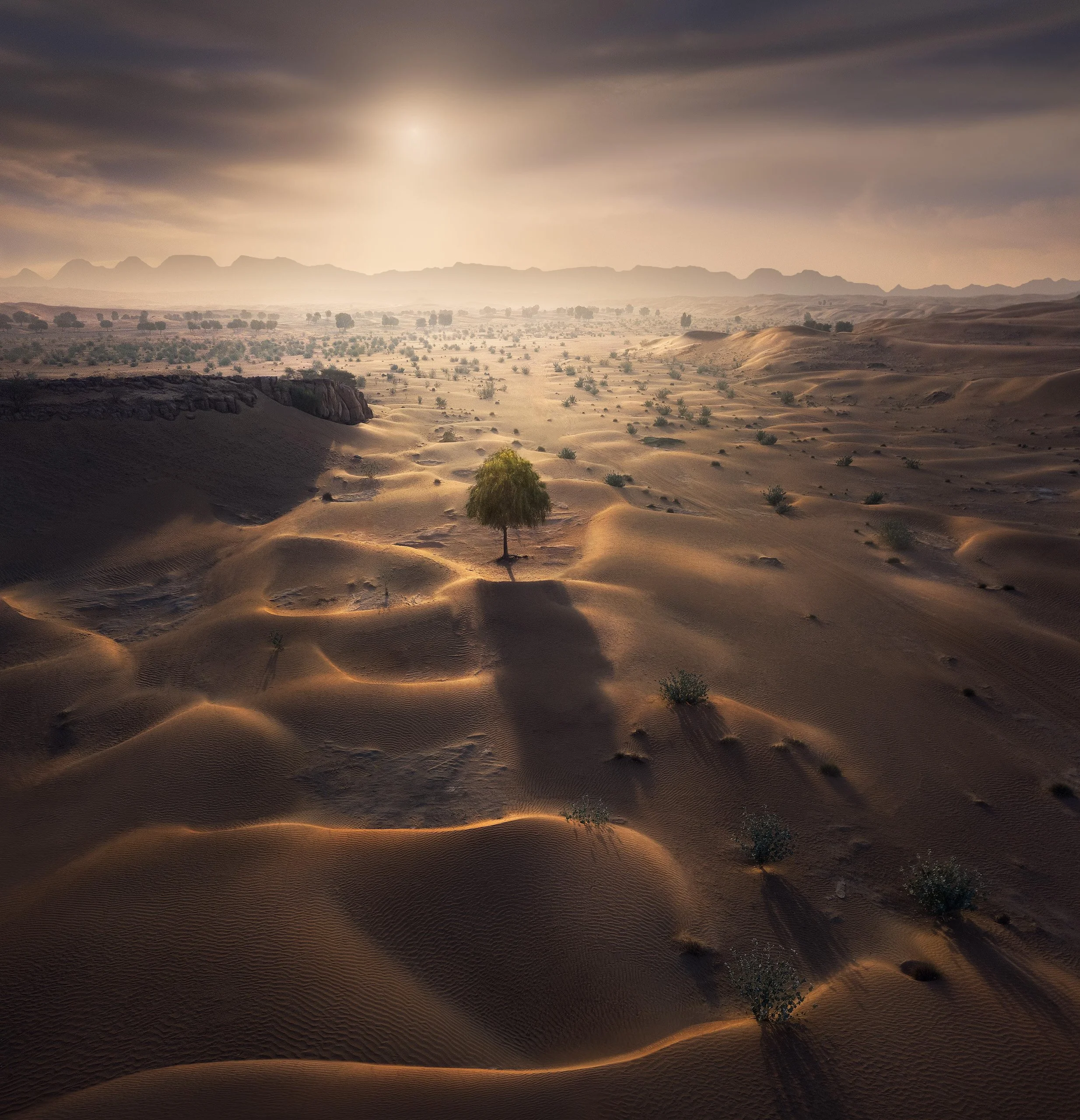lone-tree-dramatic-sunlight-sand-dunes-mountains-uae-sarab.jpg