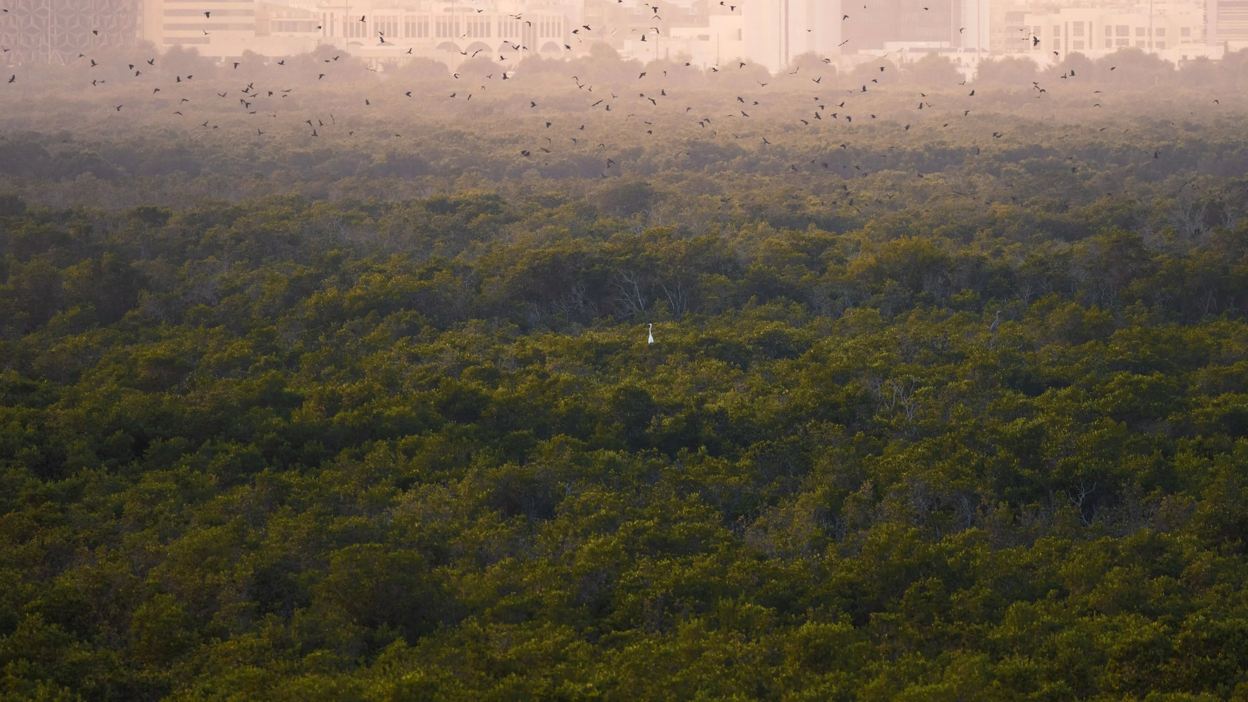 lush-mangrove-forest-birds-hazy-city-skyline-uae-sarab.jpg