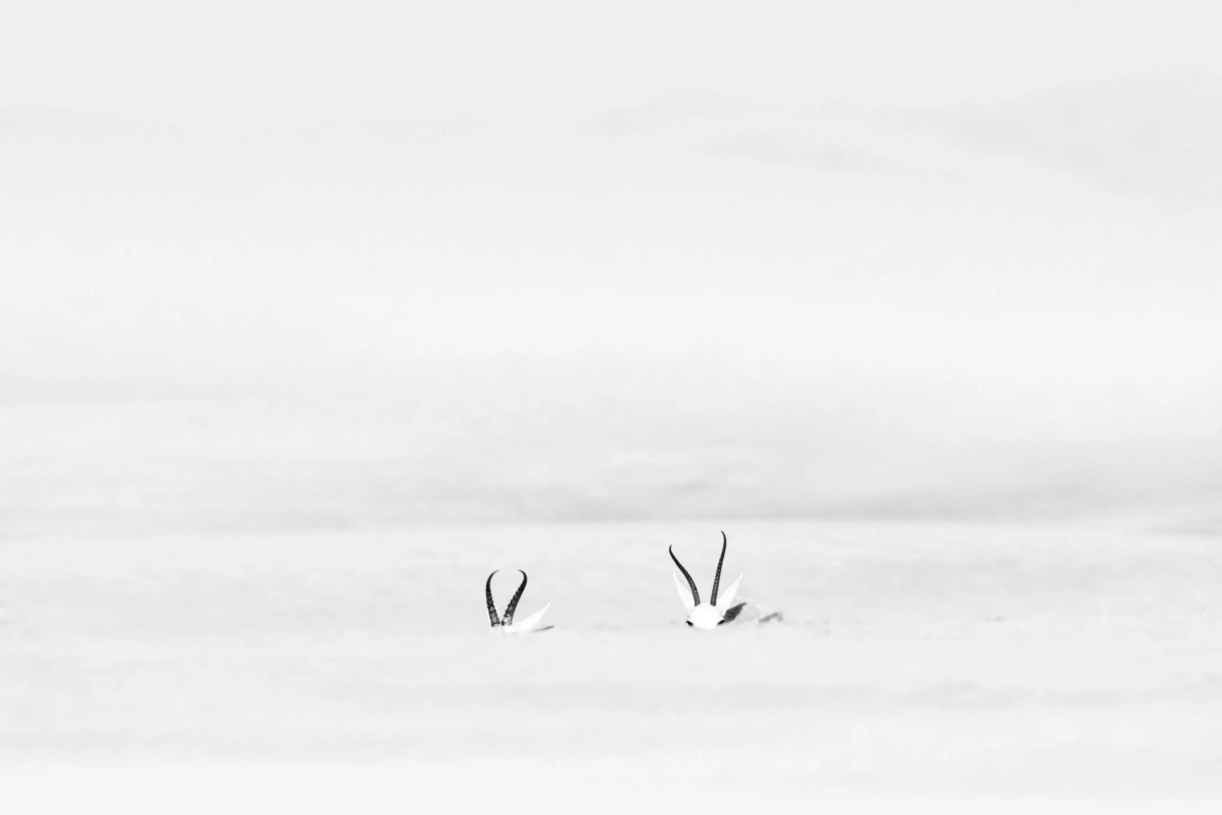 inimalist-high-key-arabian-gazelle-horns-white-desert-uae-sarab.jpg
