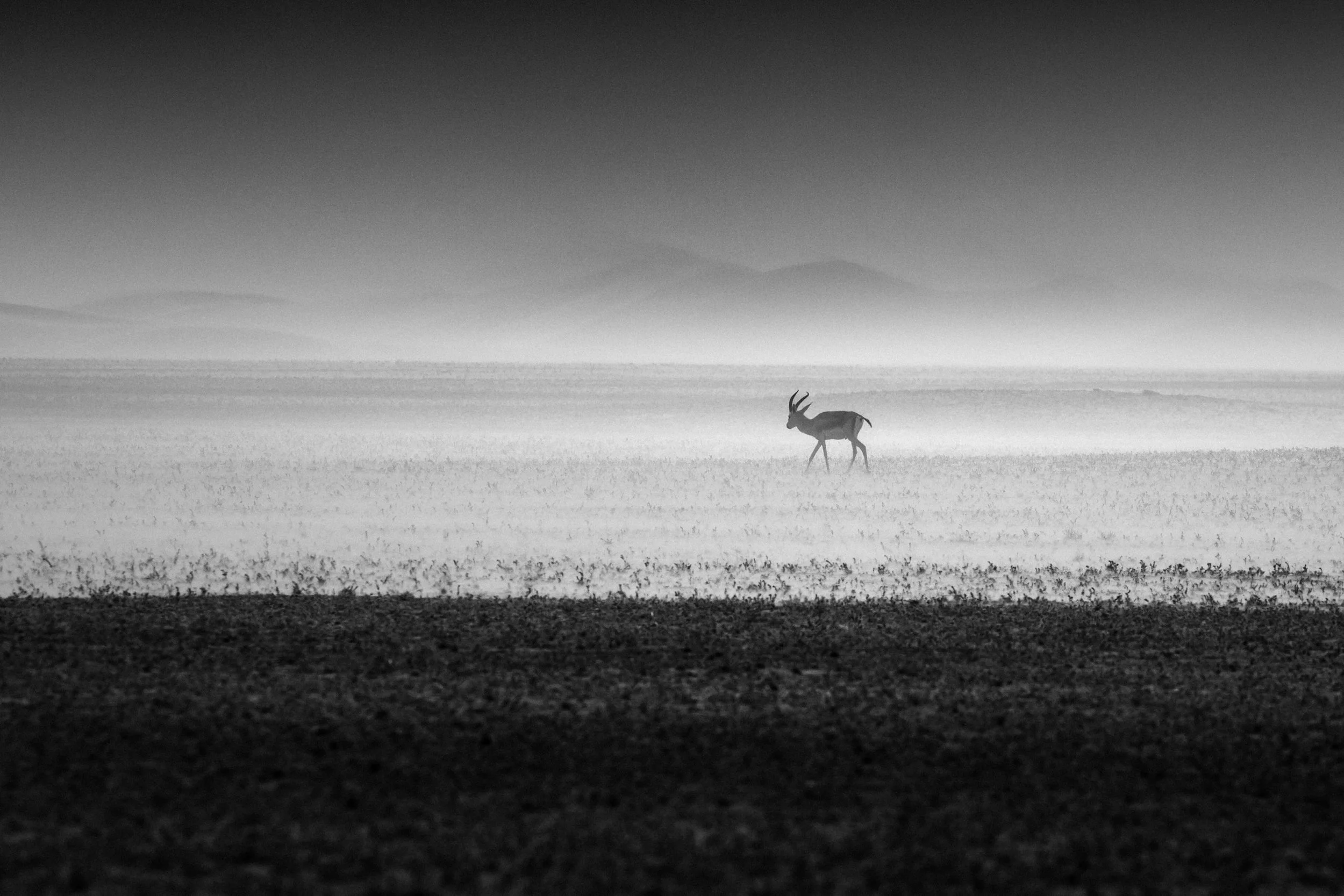 black-and-white-gazelle-foggy-desert-uae-sarab.jpg