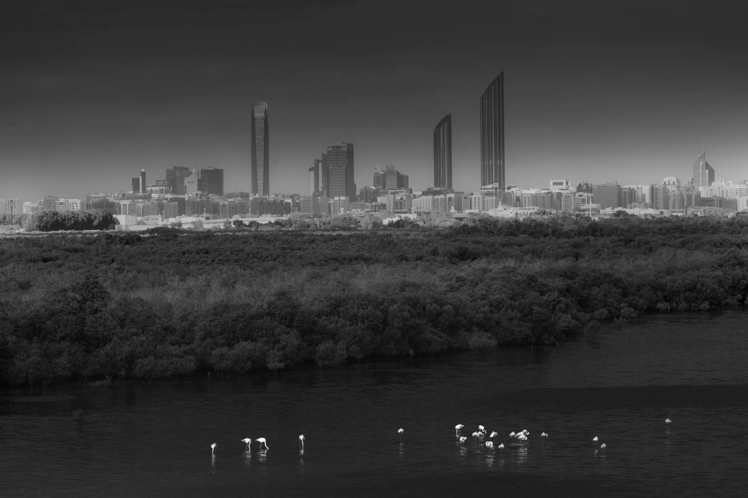 flamingos-mangroves-abu-dhabi-skyline-SARAB.jpg