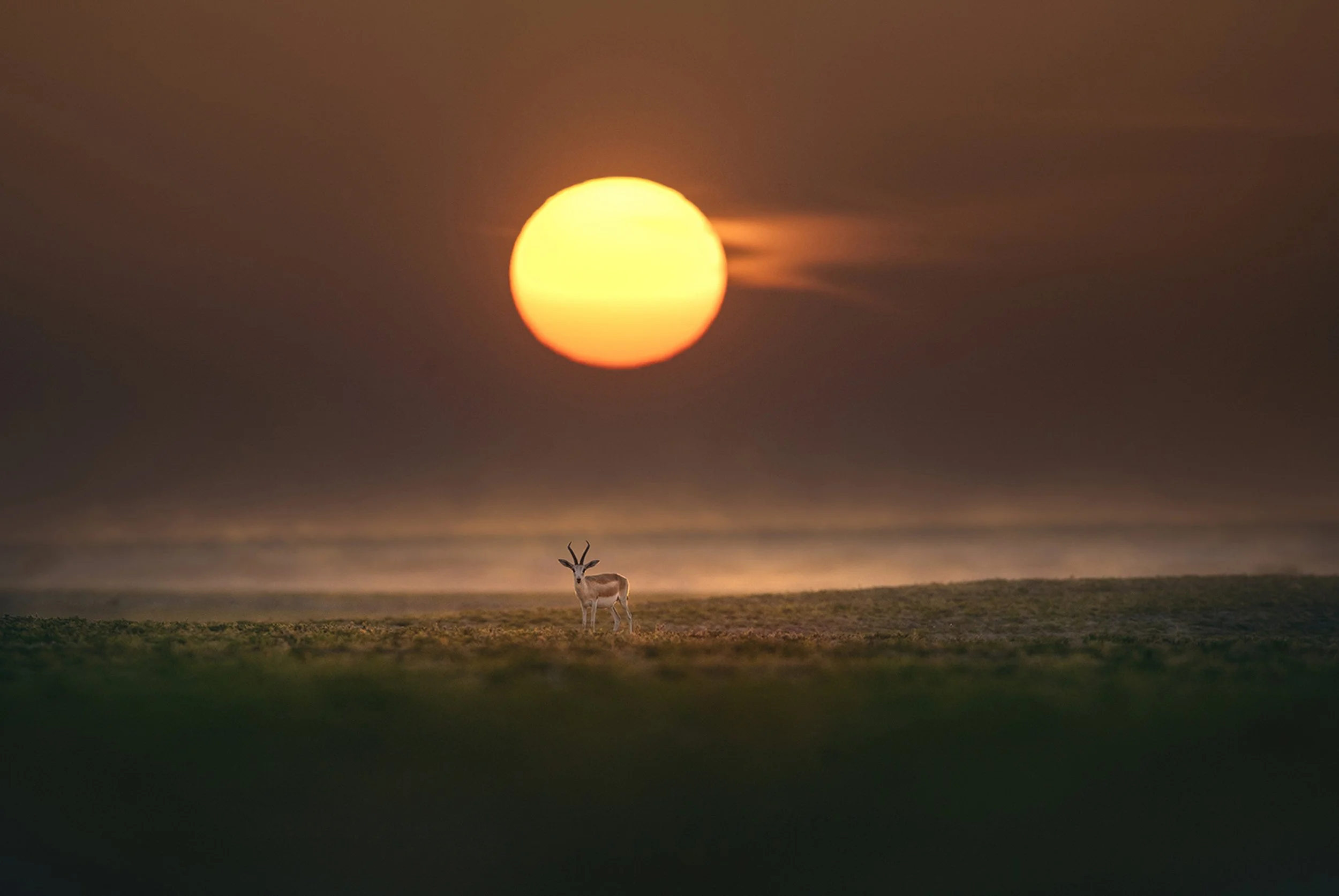 dubai-desert-gazelles-rare-fine-art-landscape-sarab.jpg