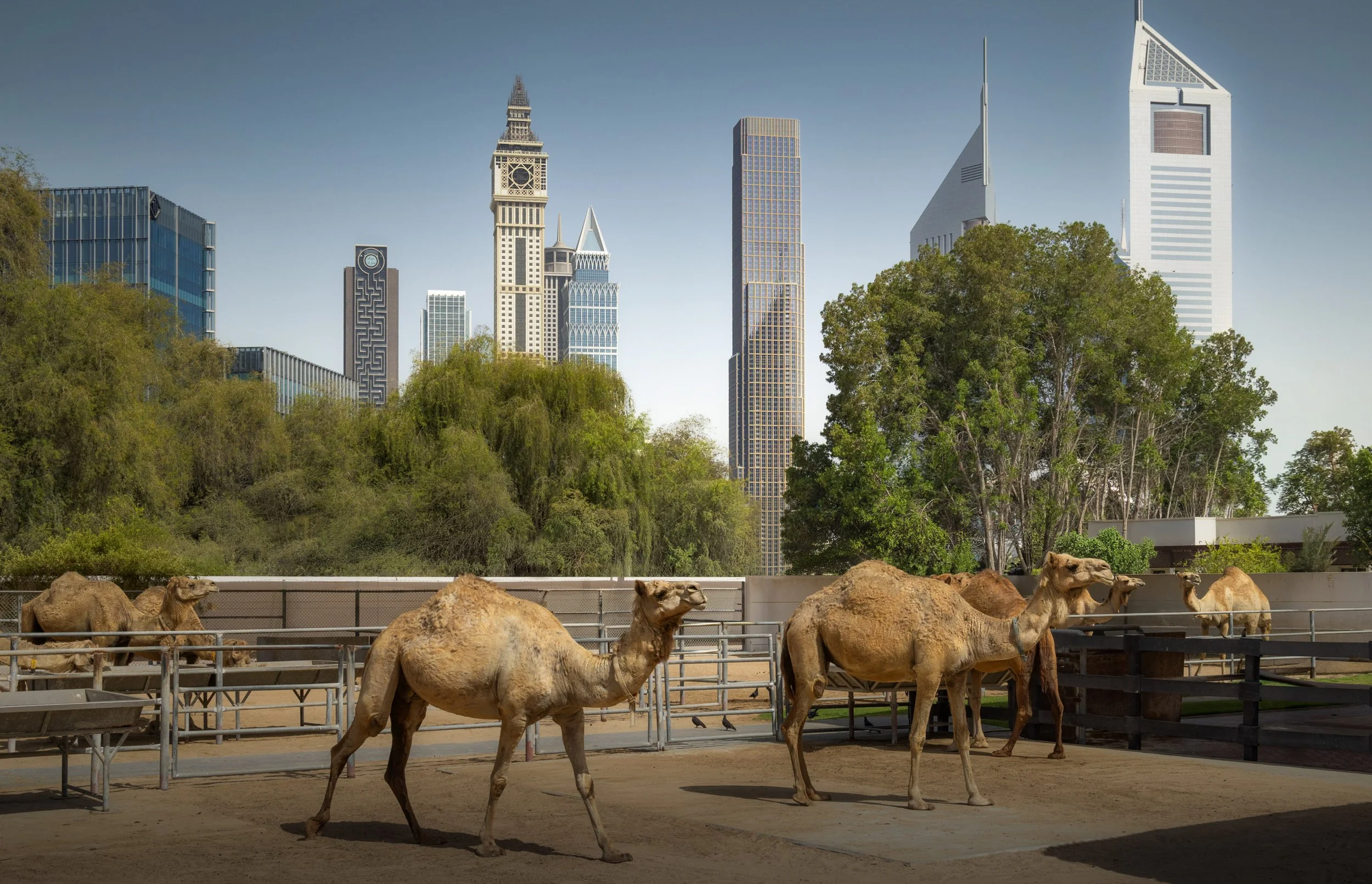 city-tower-one-dubai-difc-camels.jpg