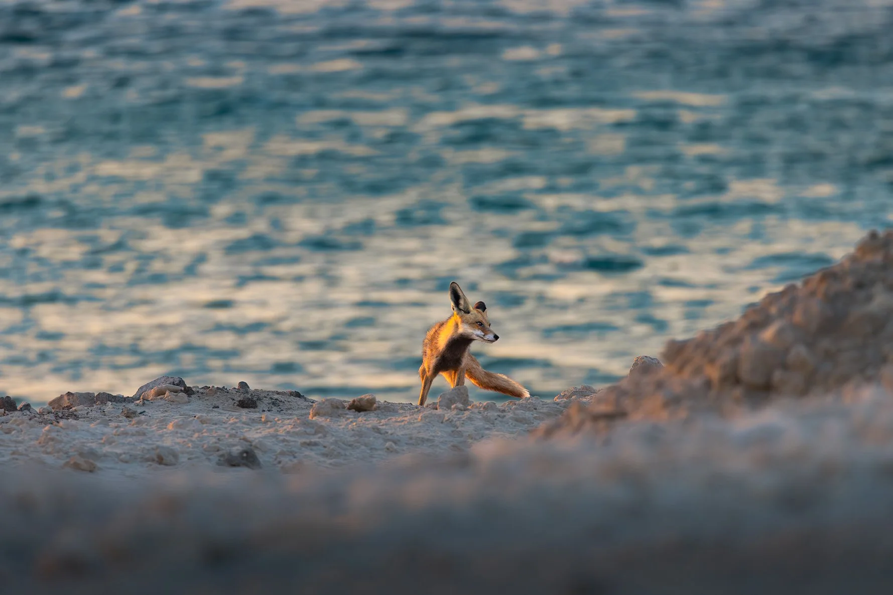 _H3A7856-Enhanced-NR copy 2.jpg