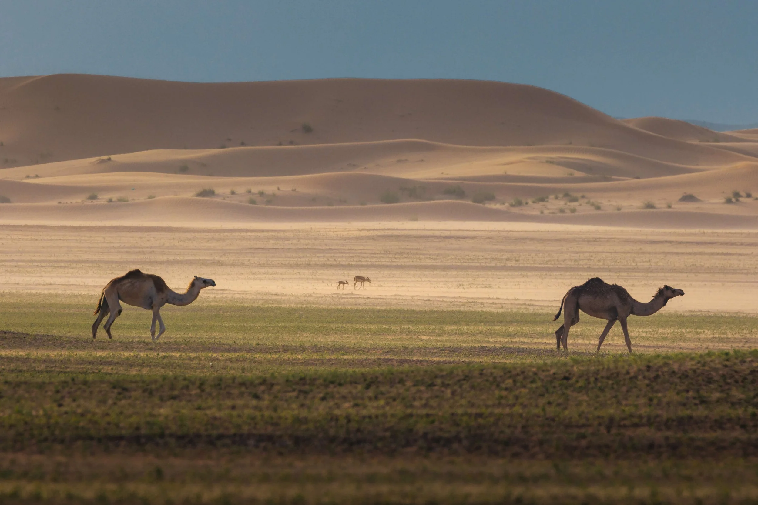 camels-grazing-green-shrubs-desert-dunes-uae-sarab.jpg