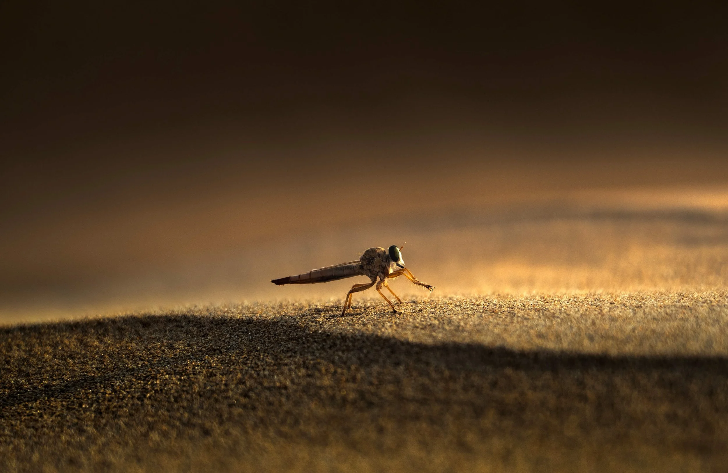 acro-desert-insect-golden-sand-dramatic-lighting-uae-sarab.jpg