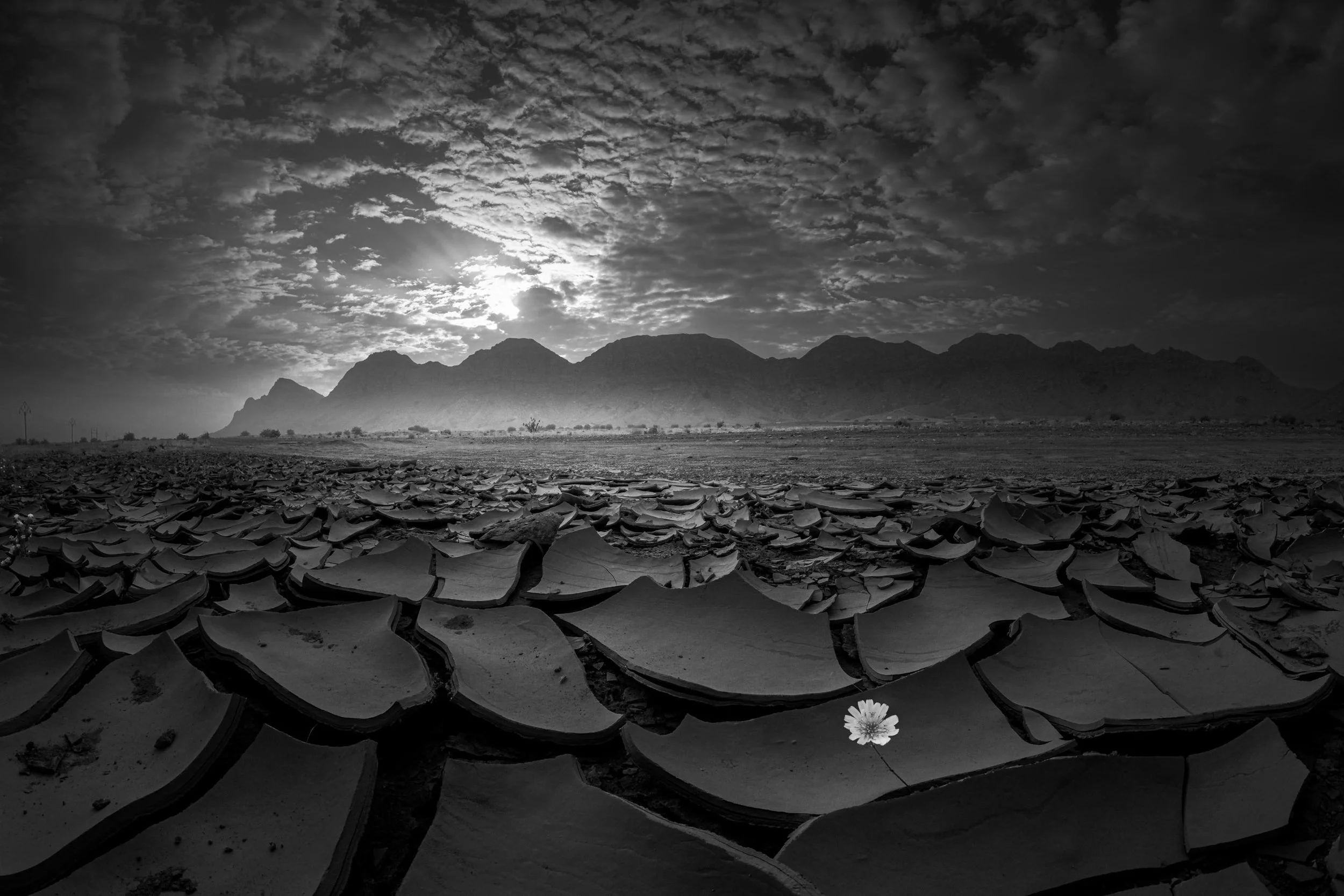 cracked-earth-solitary-flower-desert-uae-landscape-sarab.jpg