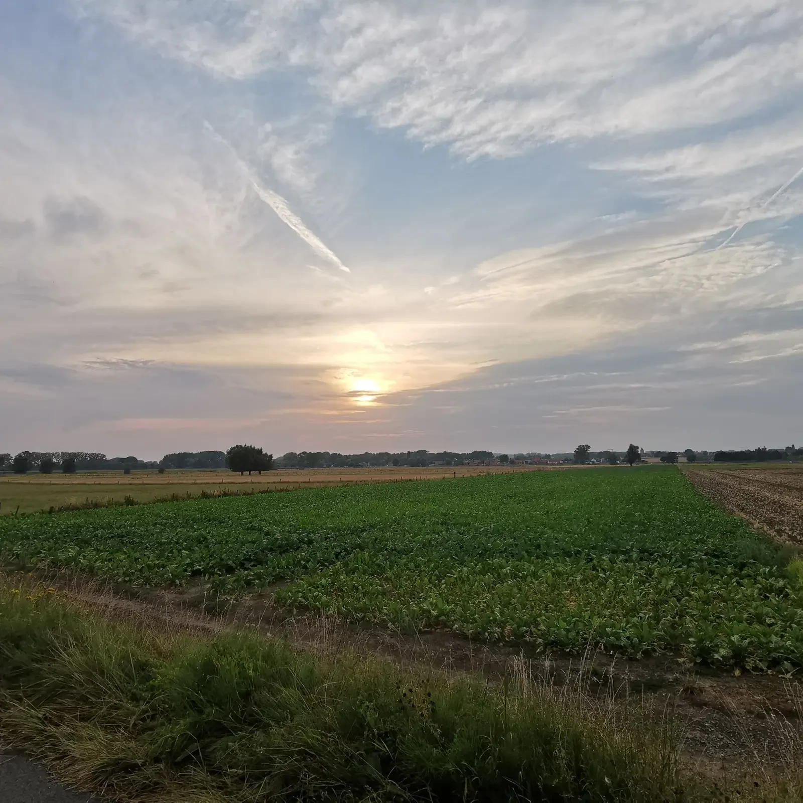 Coduvelo tocht door open veld