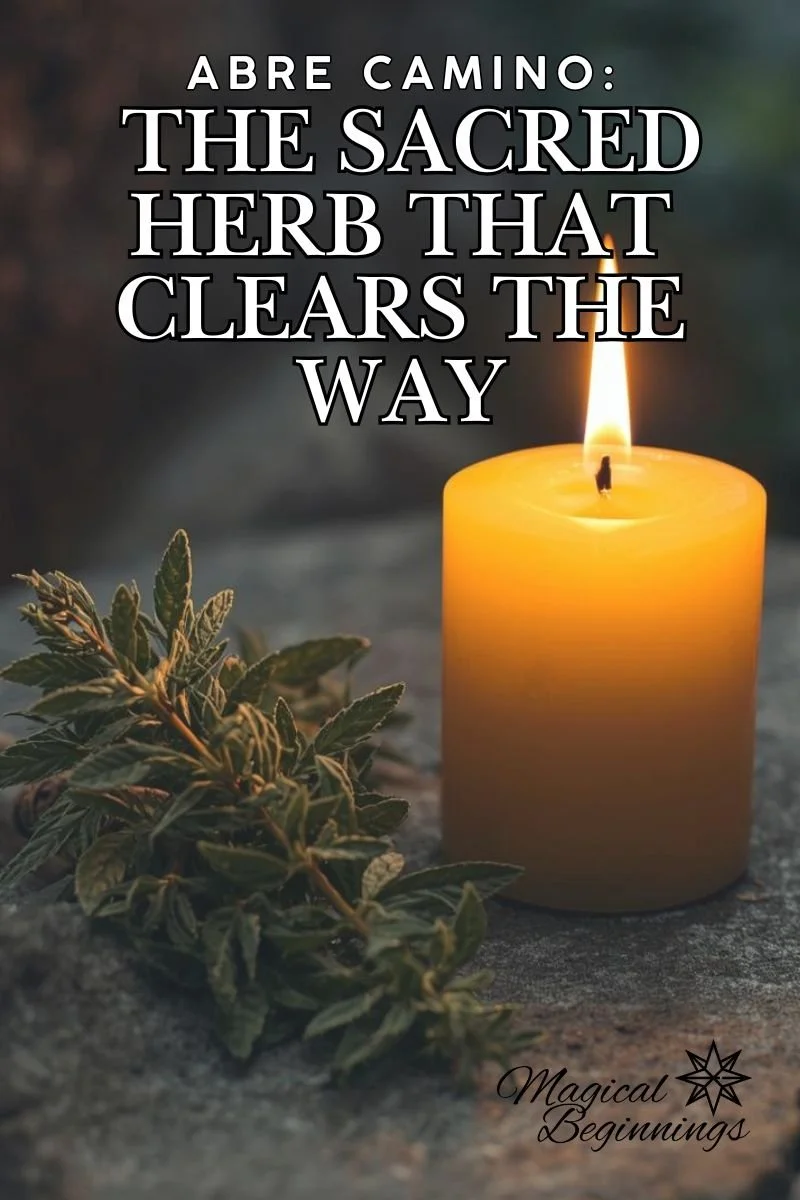 Abre Camino: The Sacred Herb That Clears the Way