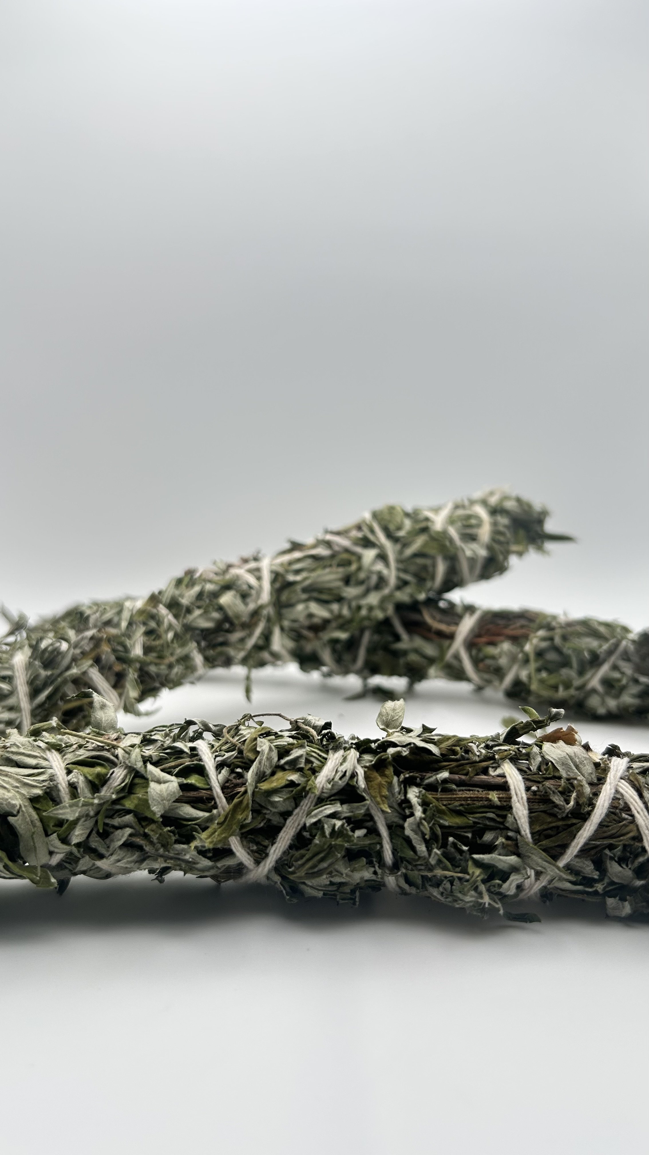 mugwort group.jpeg