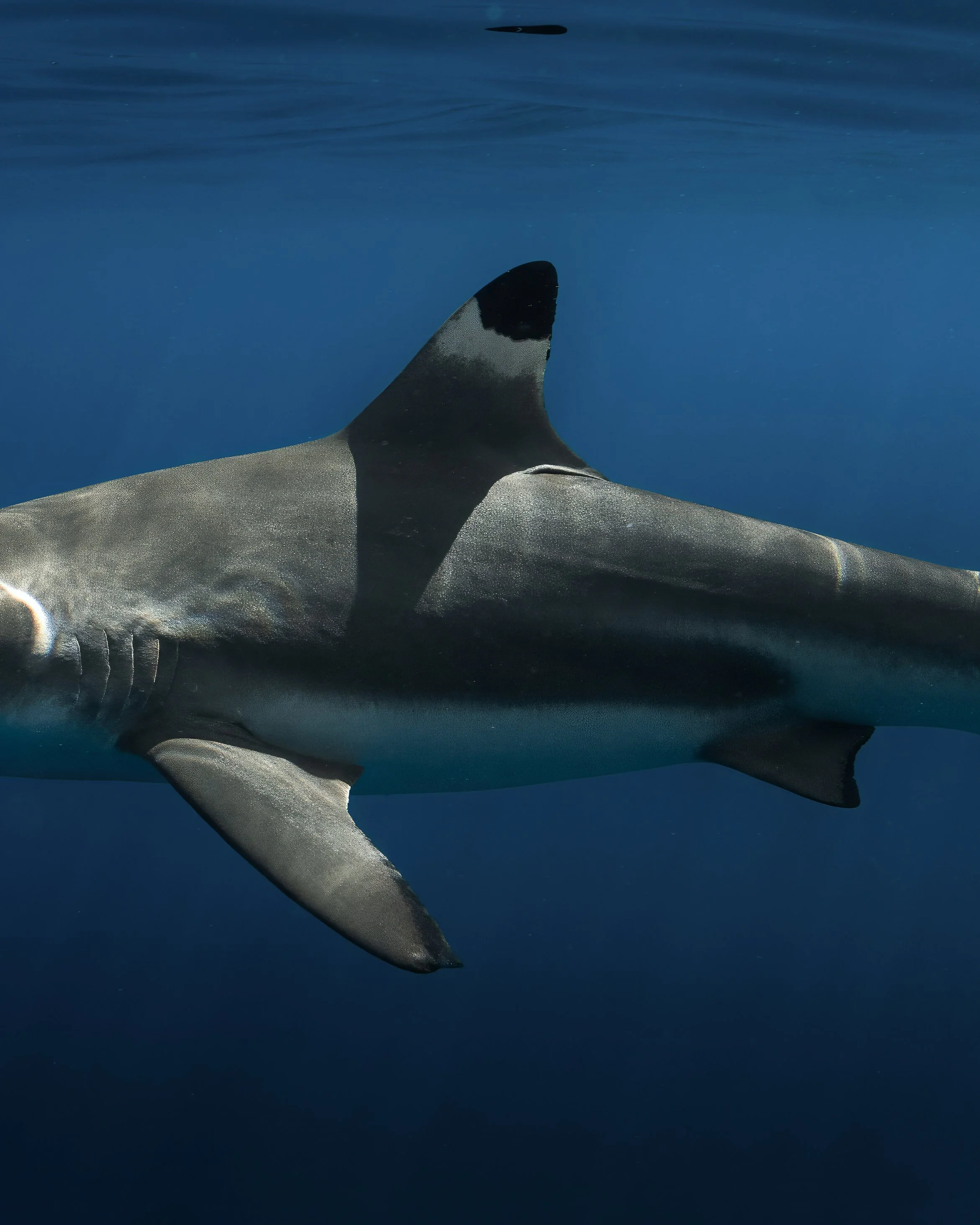 blacktip8K4A8110-3-2.jpg