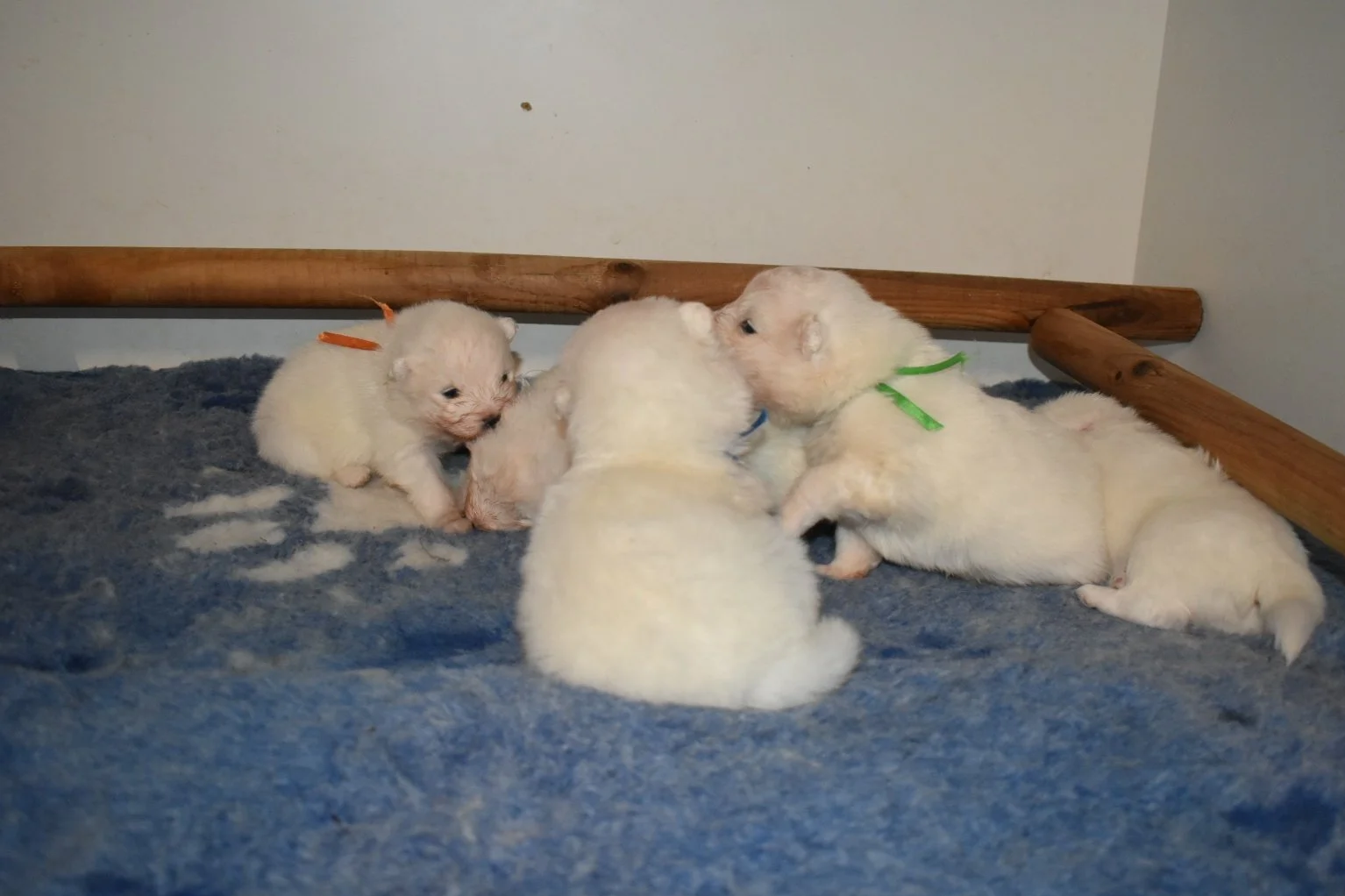 portée de chiots samoyède, LOF France