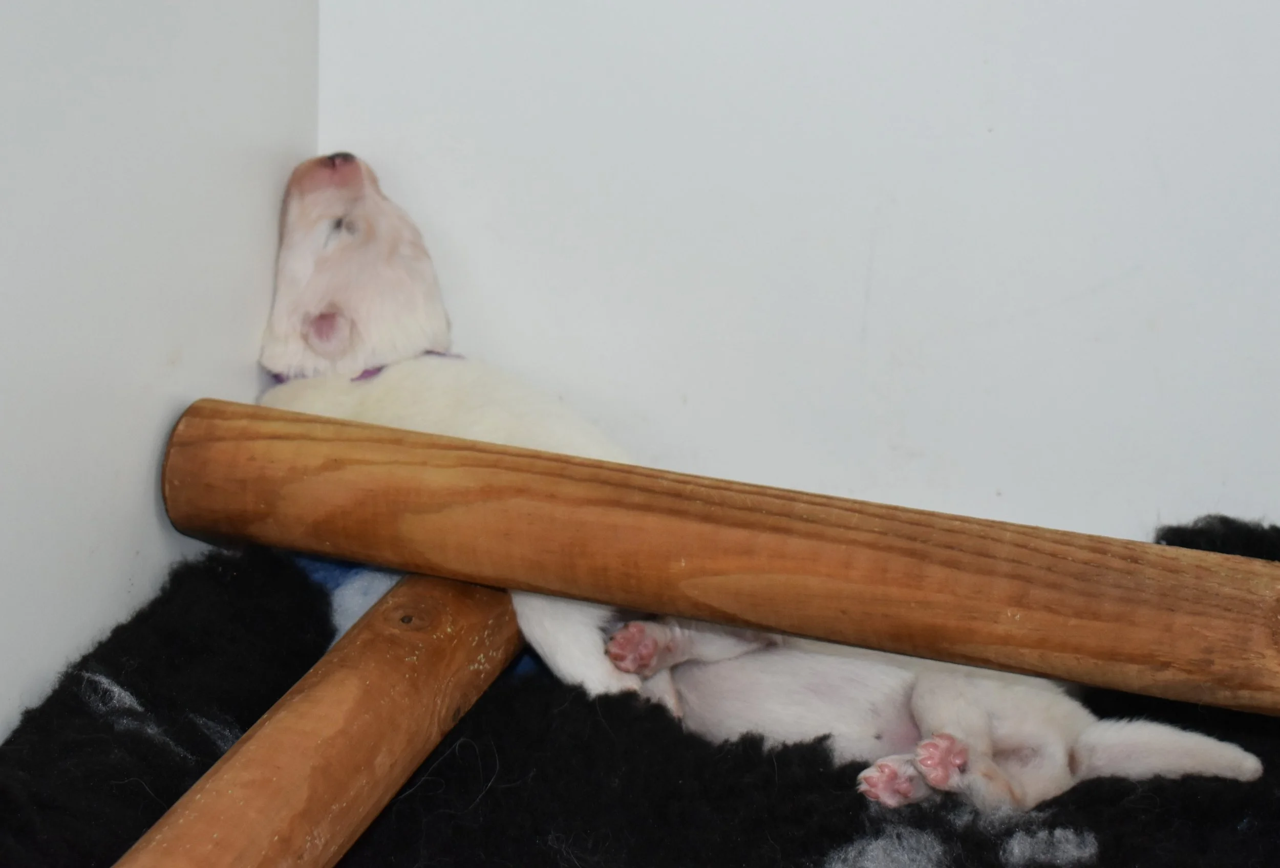 Chiot samoyède drôle de position