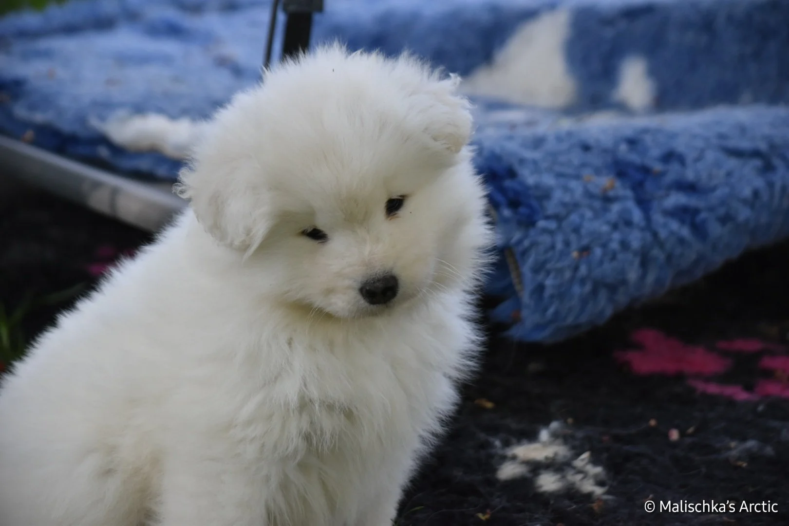 Un chiot samoyède de 6 semaines à fourrure épaisse et douce, de petite taille, avec un regard paisible, posé devant un fond de tissu bleu et noir.