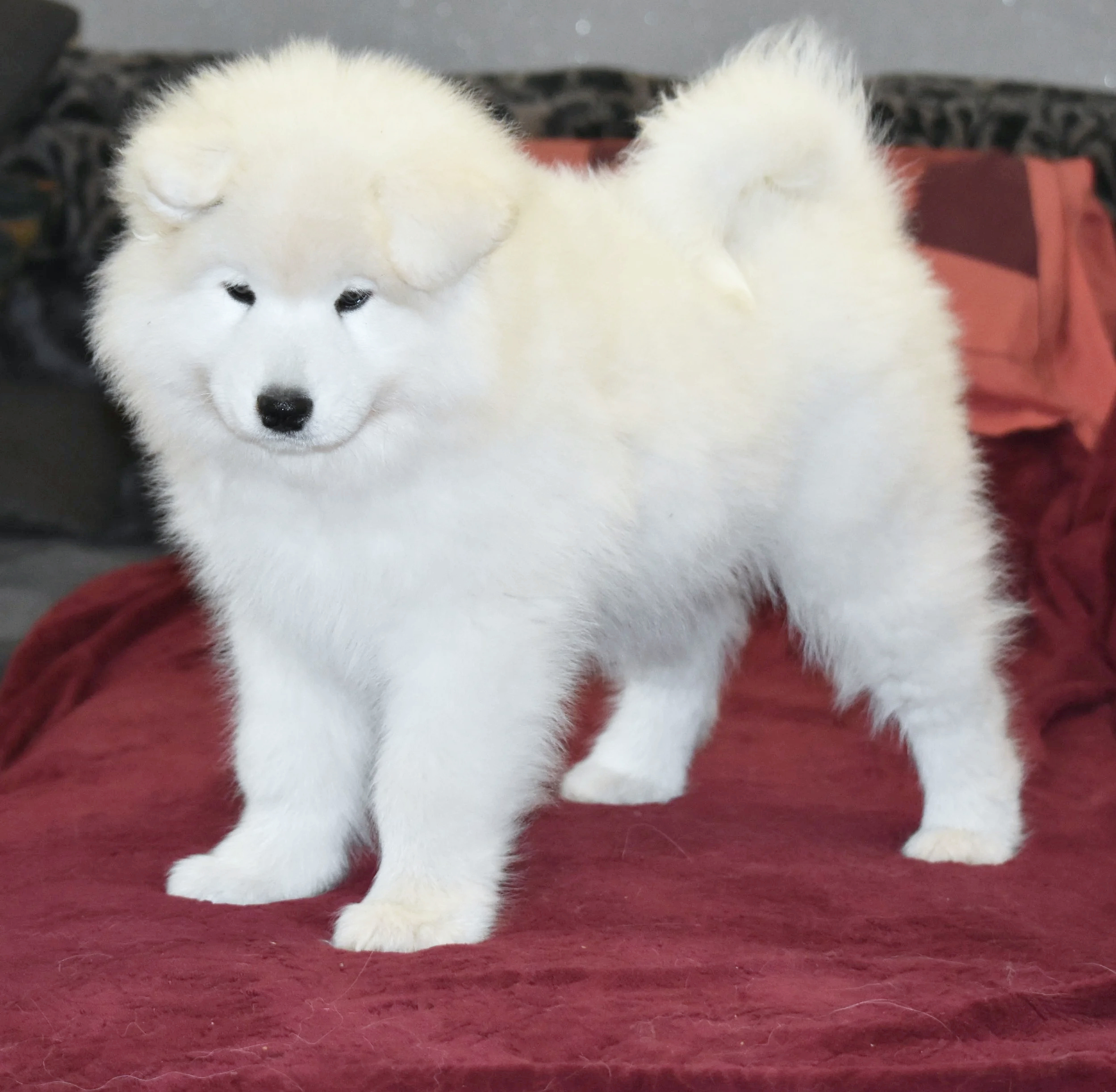 Deux chiots husky blancs, allongés sur un tapis rouge, face à face.