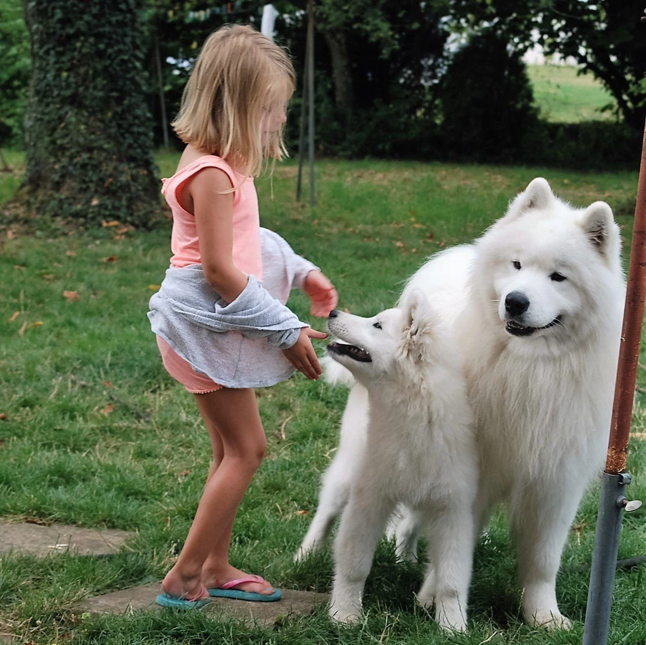 Un jeune enfant en rose partage un moment doux avec deux Samoyèdes majestueux dans un jardin verdoyant. Tandis que l'un des chiens vient nicher sa truffe dans la main de l'enfant l'autre veille calmement à ses cotés. Cette scene célèbre la tendresse,