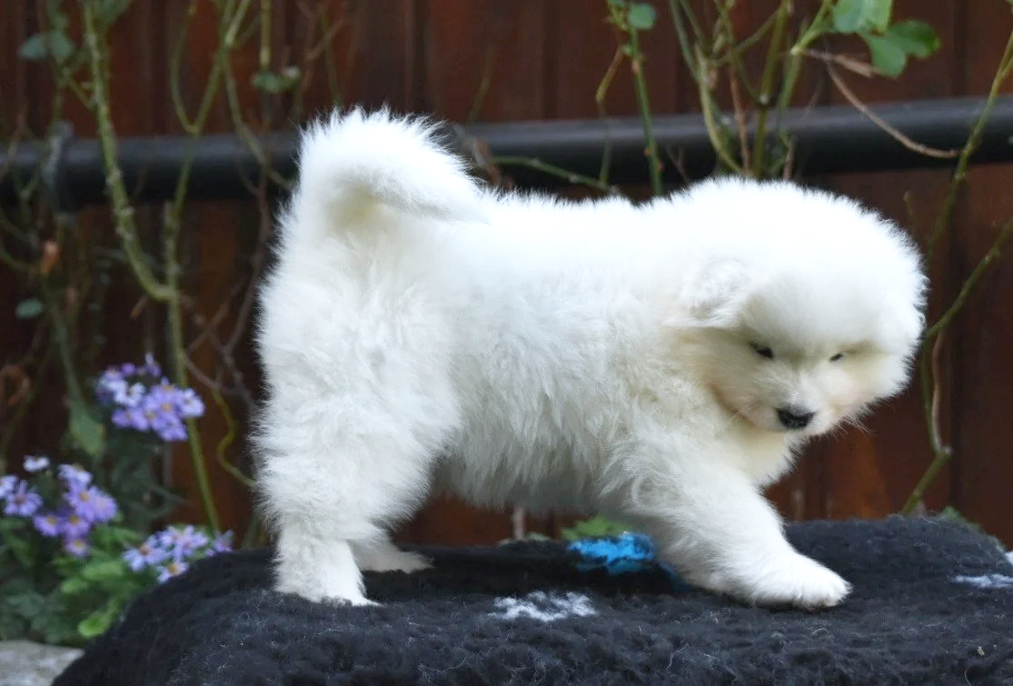 Un chiot blanc à poil fluffy, petits yeux, dans un jardin avec des fleurs violettes.