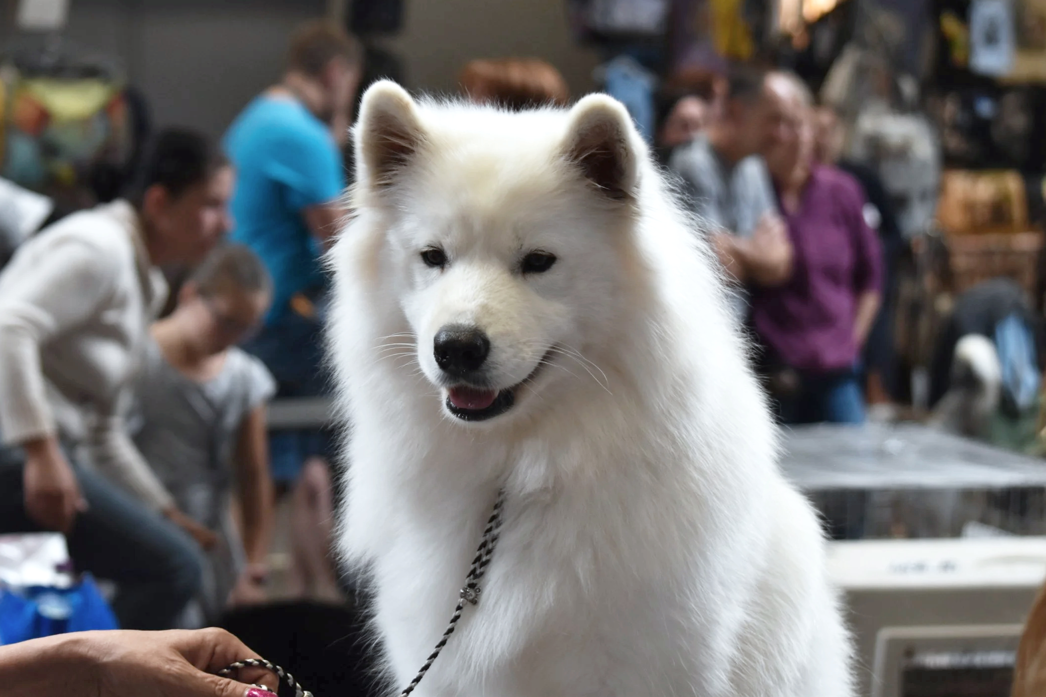 Un chien de race samoyède dans une exposition canine, entouré de personnes en arrière-plan
