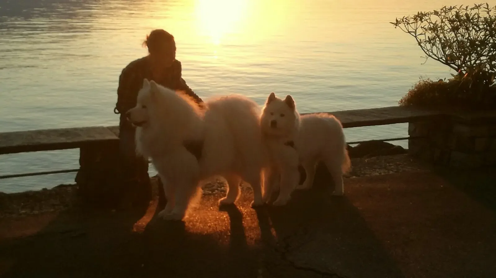 samoyedes couché de soleil ,Montreux est une ville suisse située dans le canton de Vaud, sur la rive nord du lac Léman.