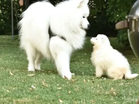 Deux samoyèdes, un grand et un petit, qui se regardent dans un jardin vert.