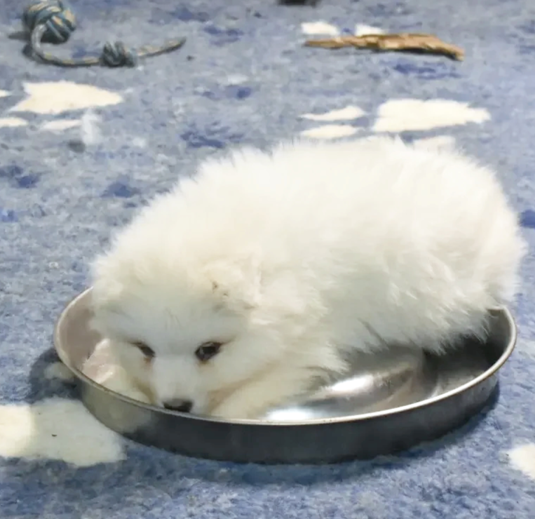 Un chiot blanc, un chiot samoyède, repose dans une  gamelle en acier sur un tapis bleu avec des jouets en arrière-plan.