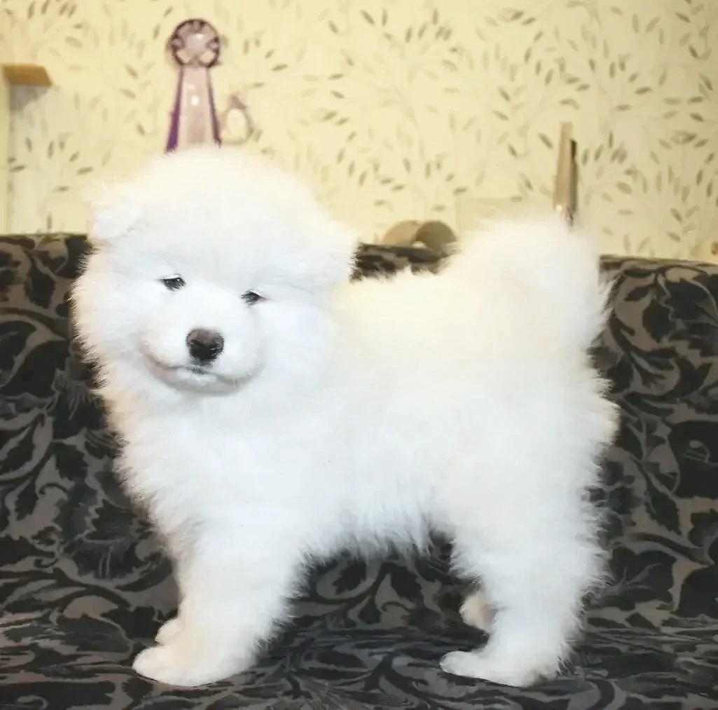 chiot collier rouge, un chiot tre sympathique