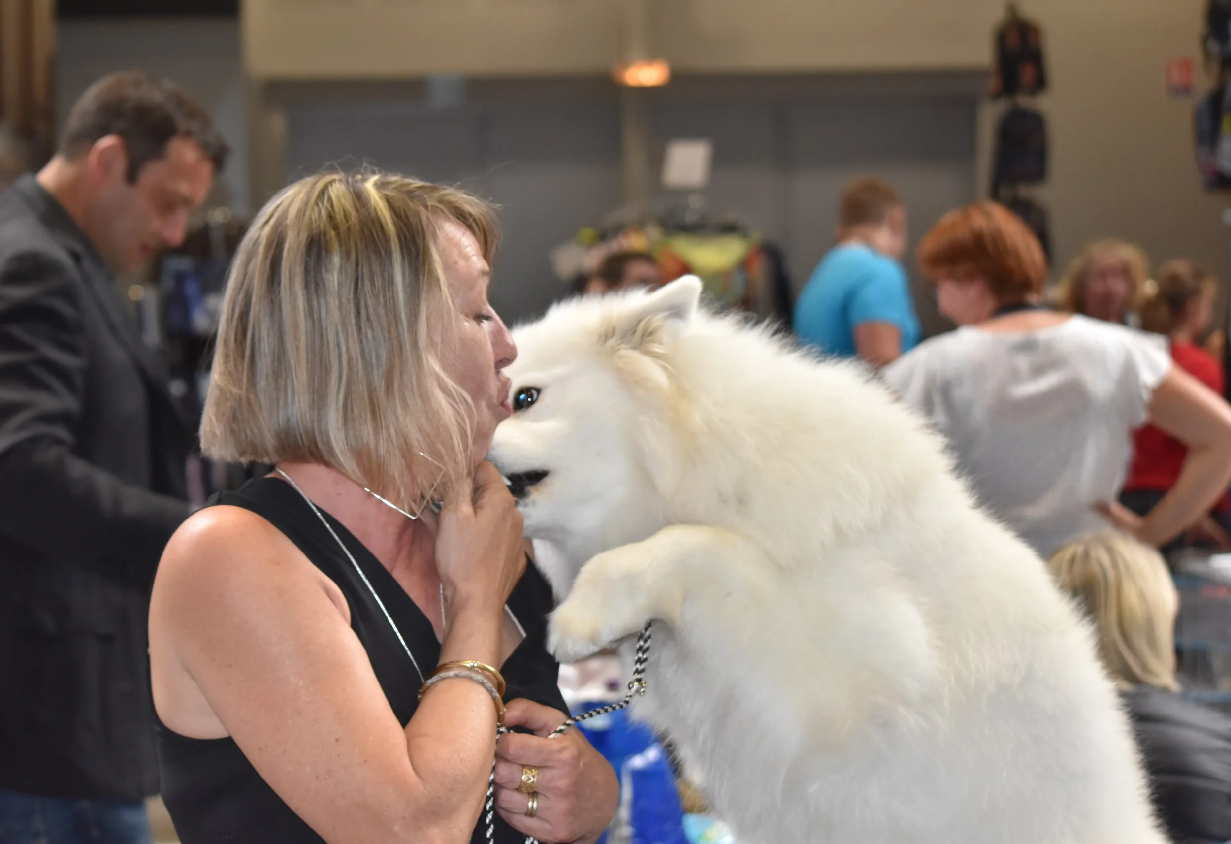 Malischka femelle samoyède