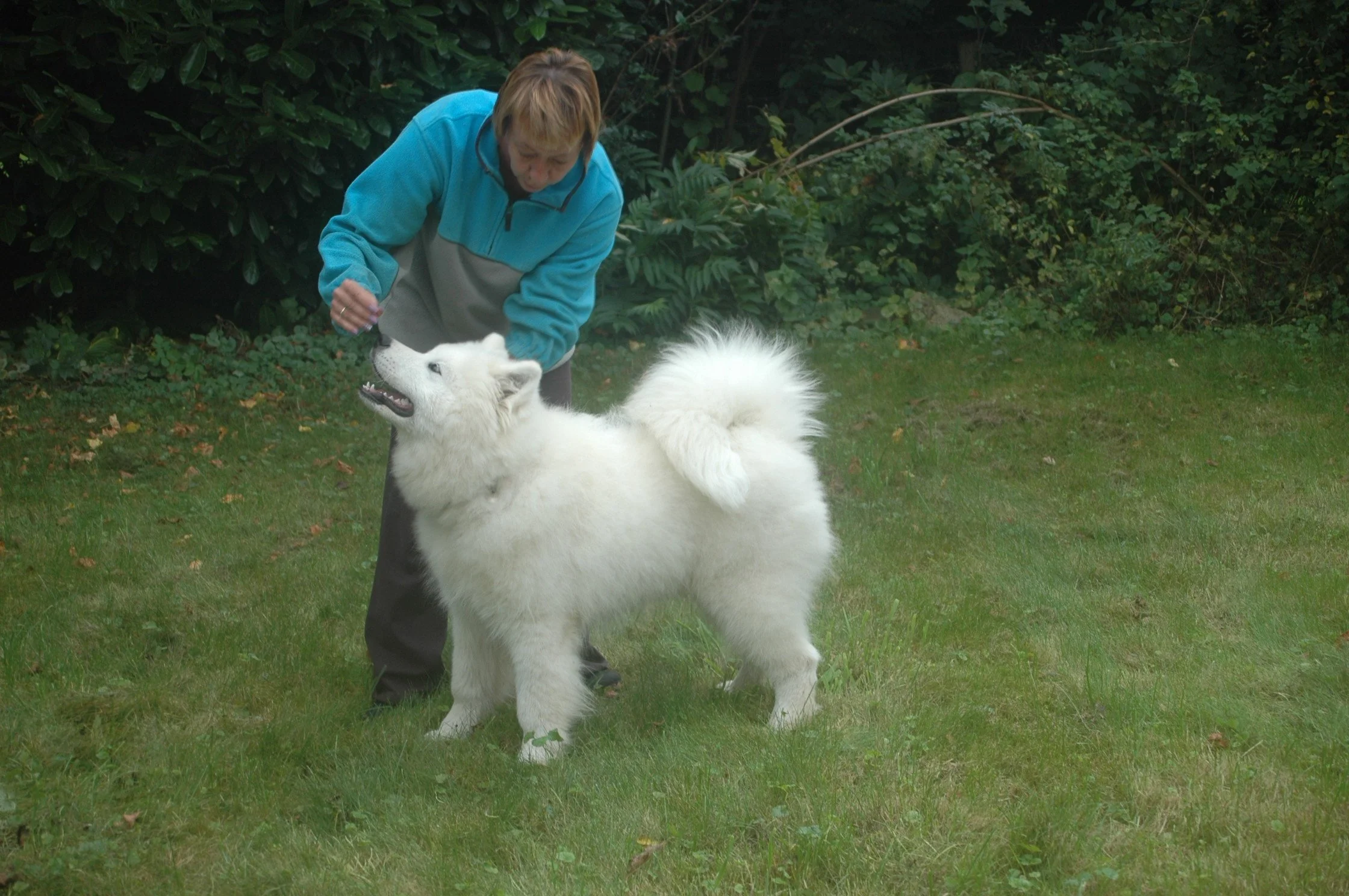 Une femme avec un manteau bleu joue avec un chien de race Samoyède dans un jardin vert.
