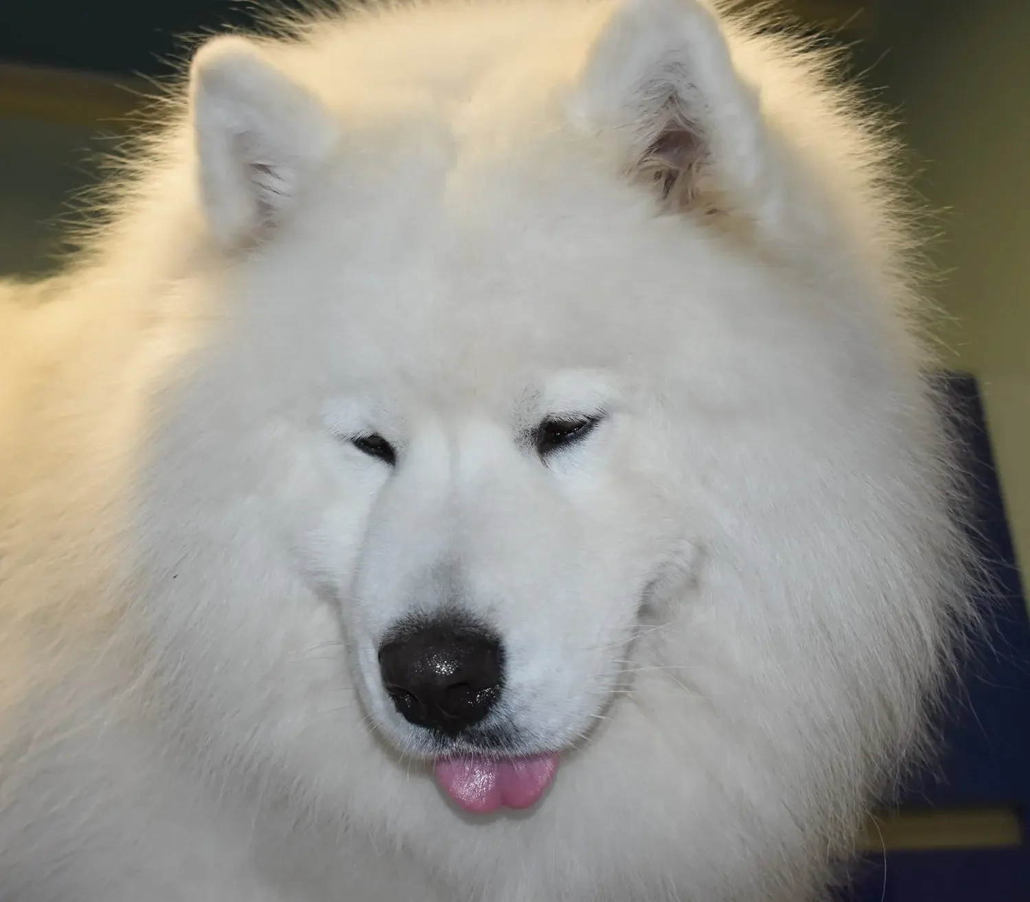 Portrait rapproché d’un Samoyède blanc, langue légèrement sortie, pelage volumineux et regard serein. L’image met en valeur la texture du poil et l’expression douce du chien sur fond flou.