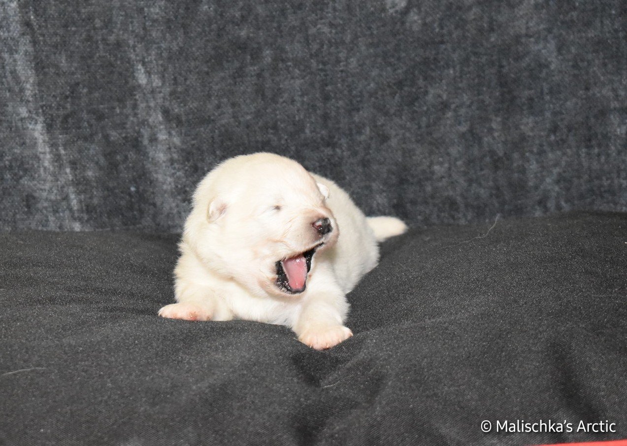 Un chiot samoyède de 9 jours couché sur un coussin noir, en train de bâiller.
