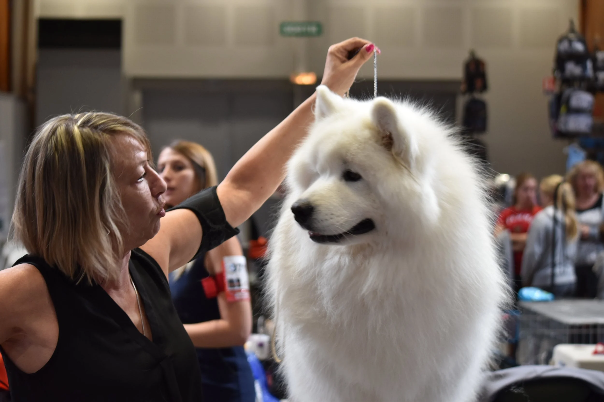 samoyède exposition canine