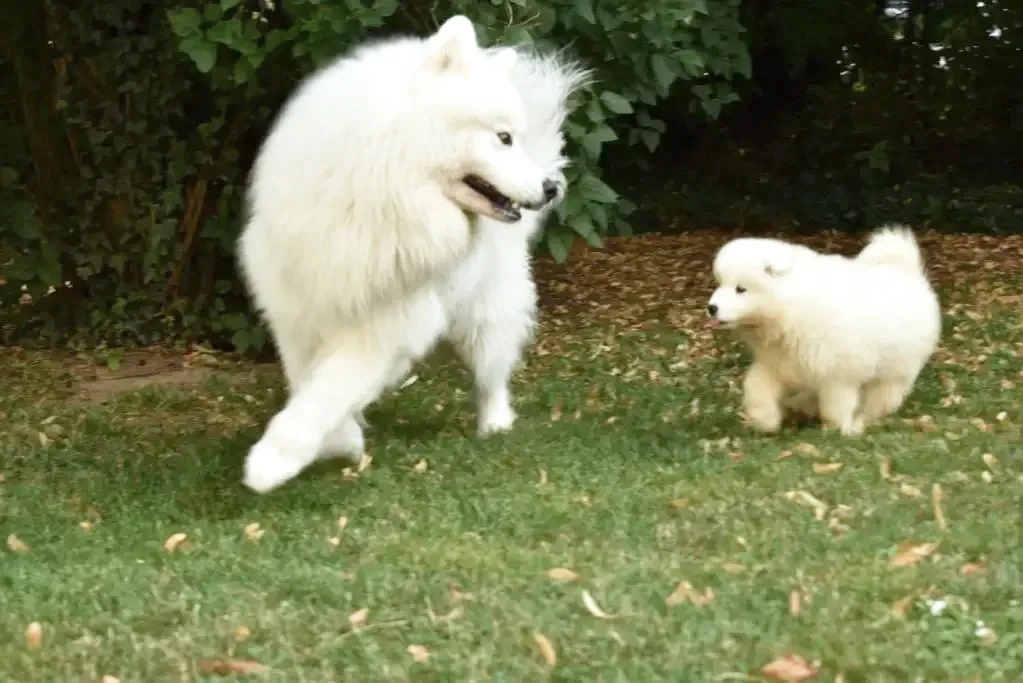 Deux chiens de race samoyède  jouant dans un jardin avec des feuilles tombées.