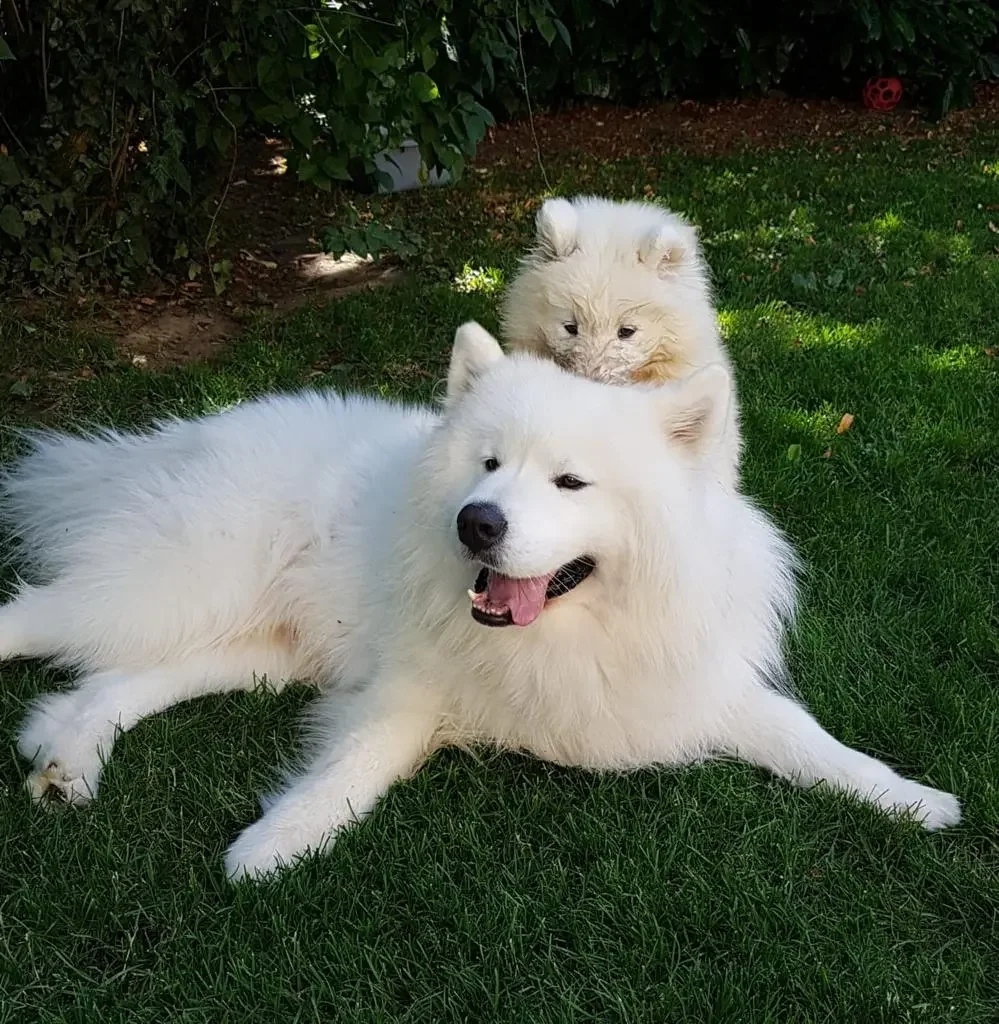 Deux chiens de race Samoyède, un adulte allongé sur l'herbe verte avec la langue sortie, et un chiot plus petit qui repose sur son dos avec la tête contre l'adulte, dans un jardin en plein air avec des arbustes en arrière-plan.