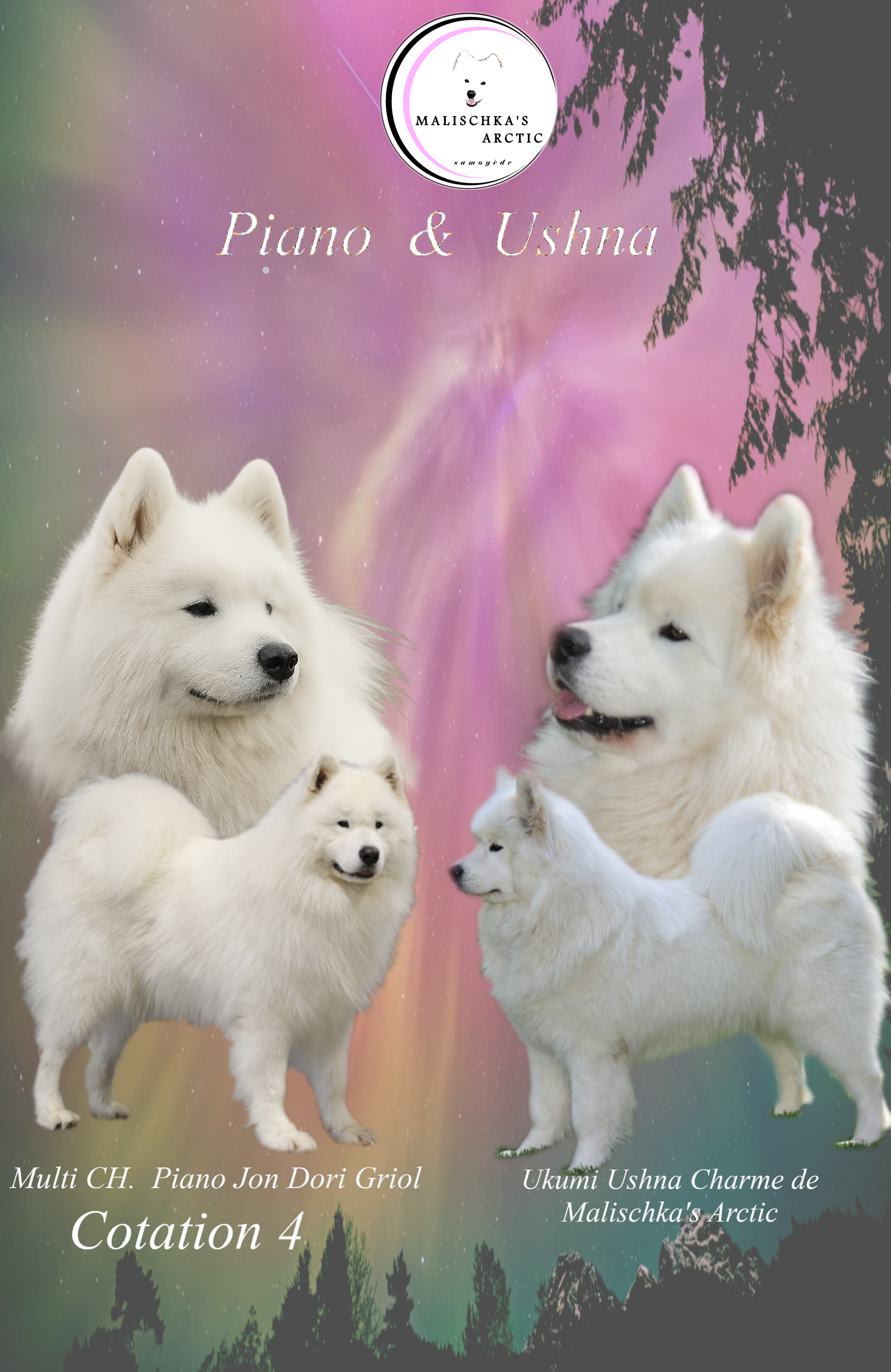 Affiche de Samoyèdes annonce saillie