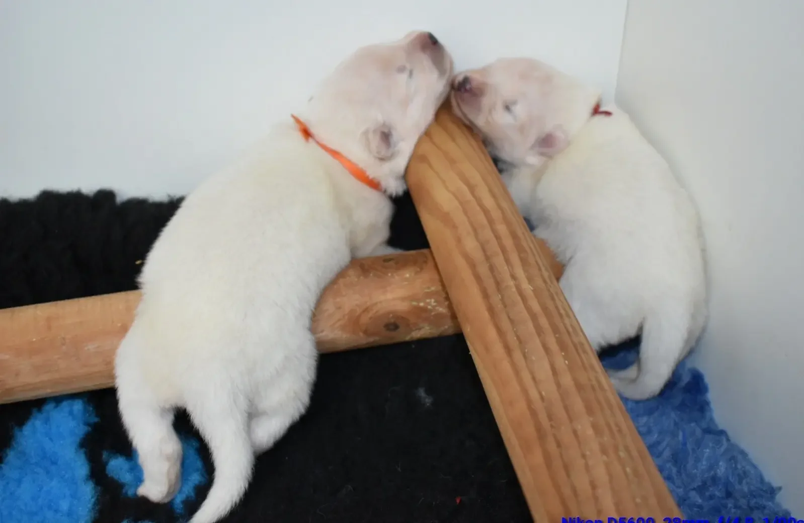 chiots samoyede dors sur la barre de protection