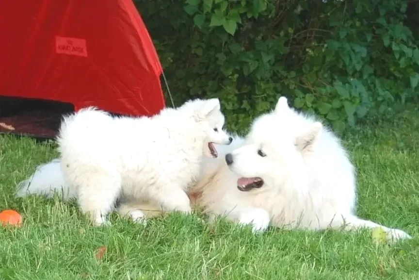 Deux chiens de race samoyède jouent sur l'herbe près d'une tente rouge, entourés de verdure.