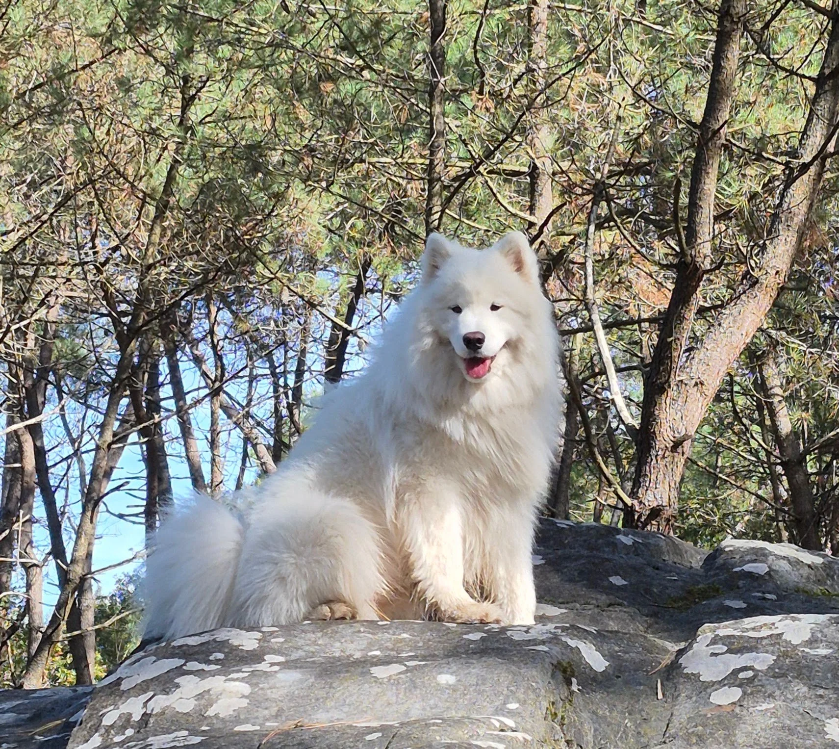 Un instant suspendu dans la forêt : notre Samoyède, majestueux et serein, trône sur un rocher baigné de lumière. Même sans l’image, on devine sa présence, douce et fière, au cœur des pins.