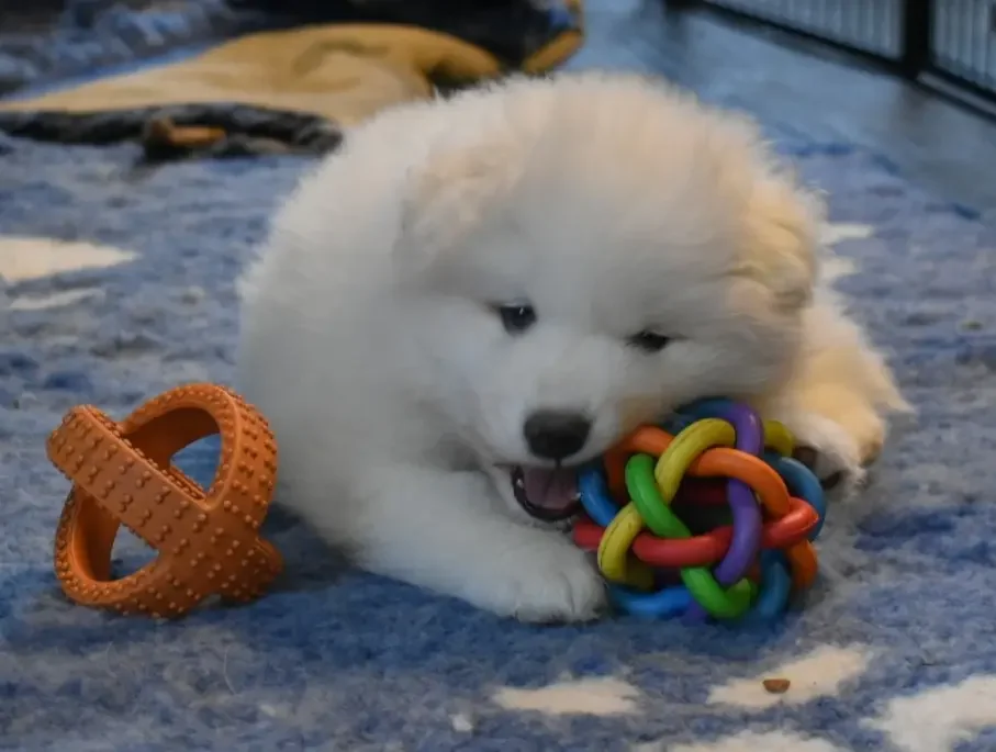 Chiot Samoyède rayonnant dans la lumière du quotidien, instant authentique capturé