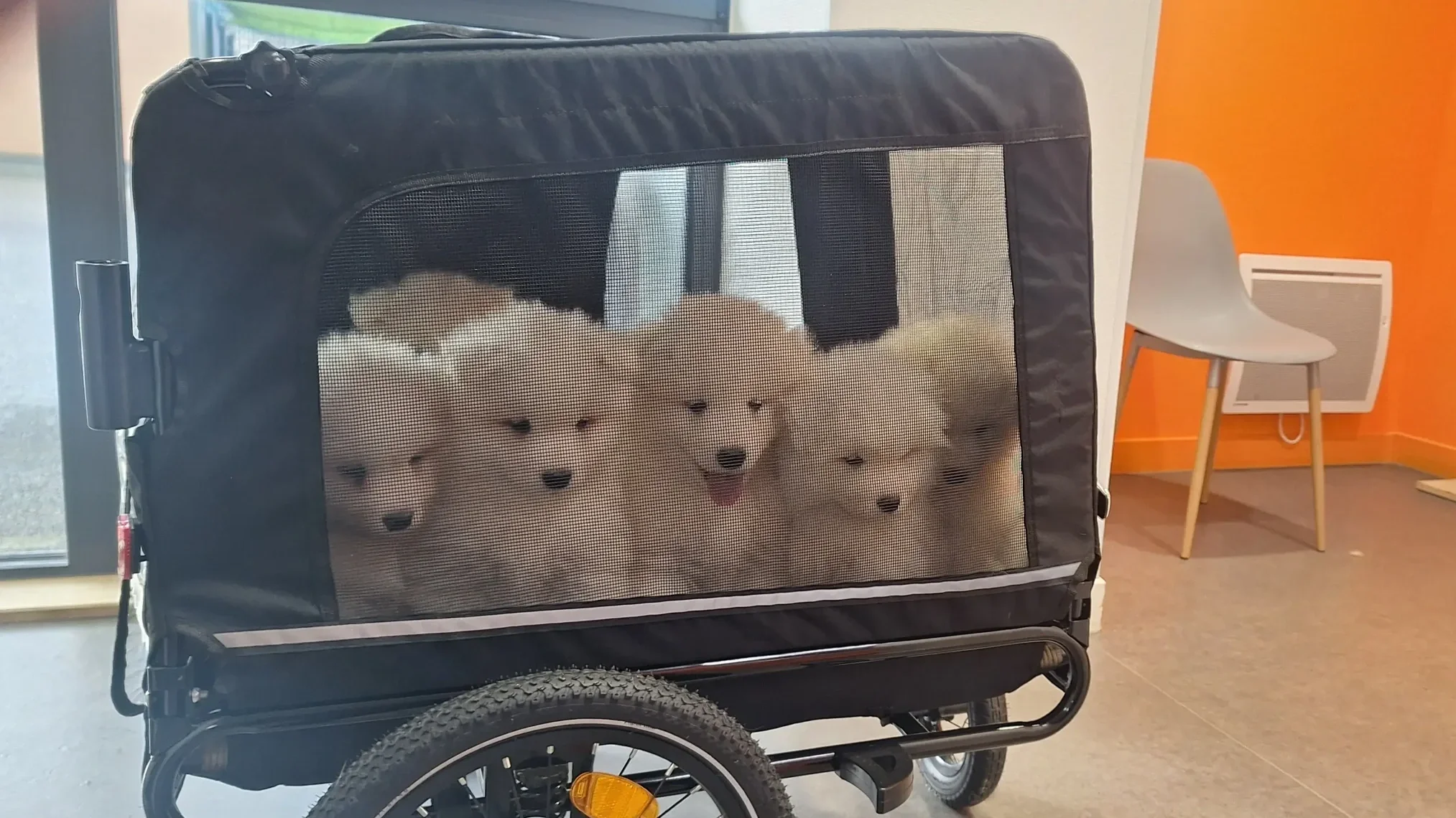 Petits cœurs en remorque, grande étape chez le véto