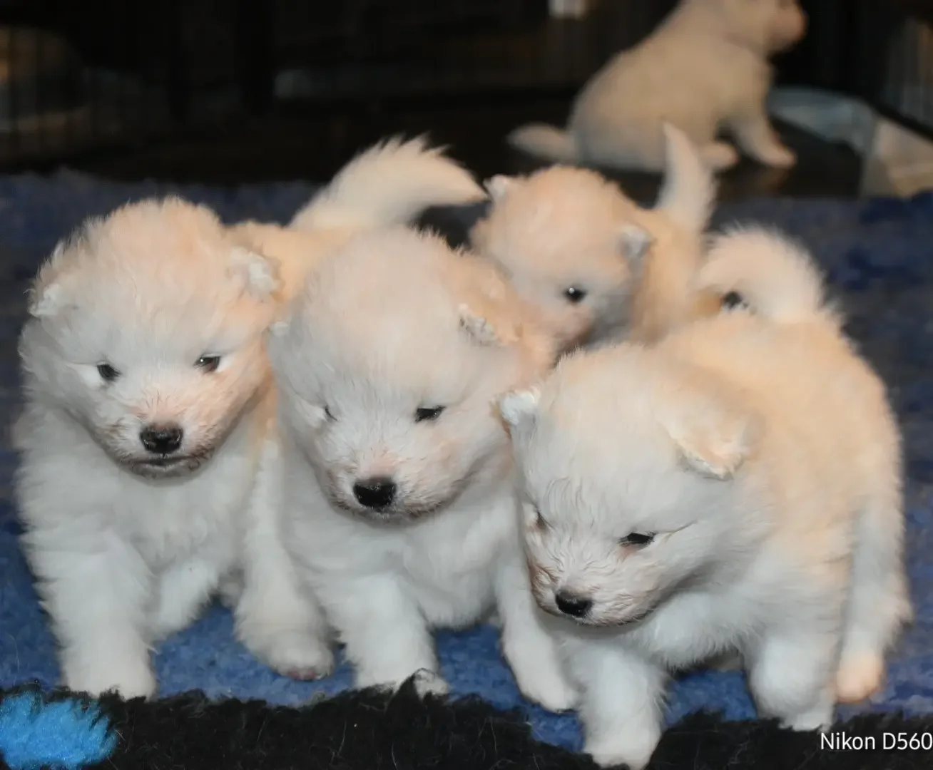 5 Chiots samoyède de quelques jours