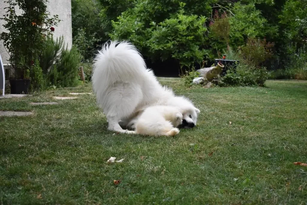 Deux samoyèdes, un de grande taille et un petit, jouent dans un jardin avec de la verdure.