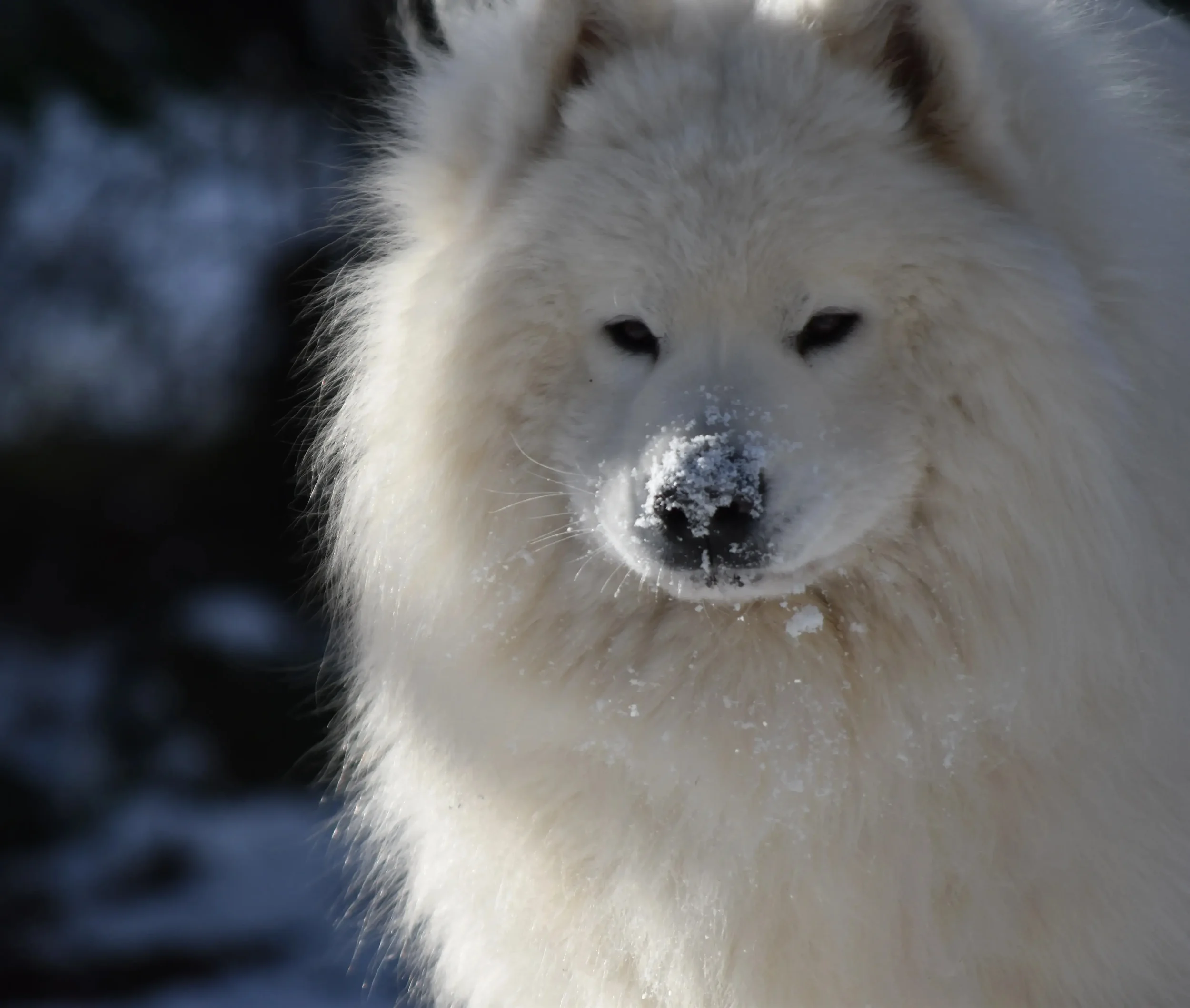 Portrait rapproché d’un Samoyède blanc avec de la neige sur le museau, dans un décor hivernal flou. Son regard profond et son pelage épais évoquent la noblesse et la puissance du Grand Nord.