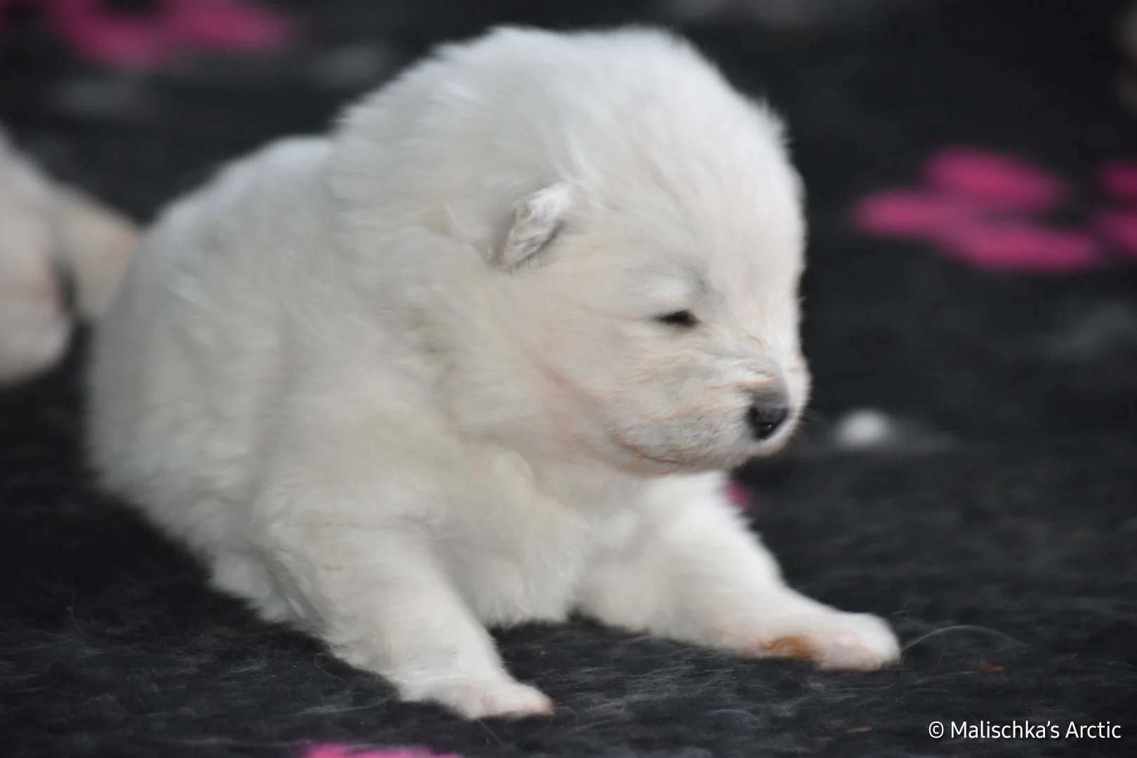 Un chiot samoyede de 20 jours sur un fond noir avec des touches de rose, probablement une couverture.