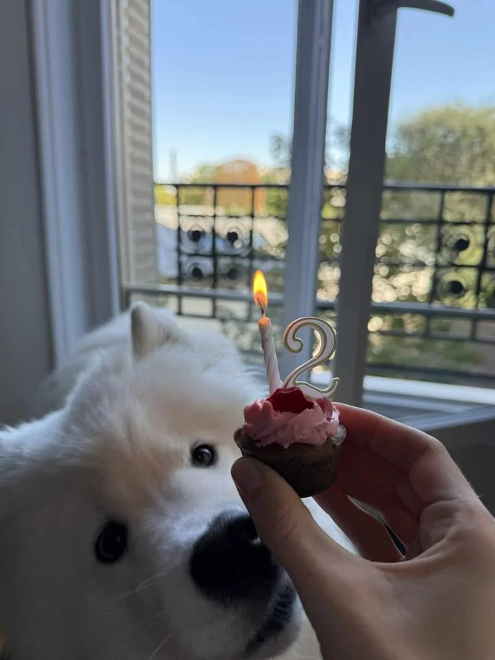 Samoyede portée Ukumi