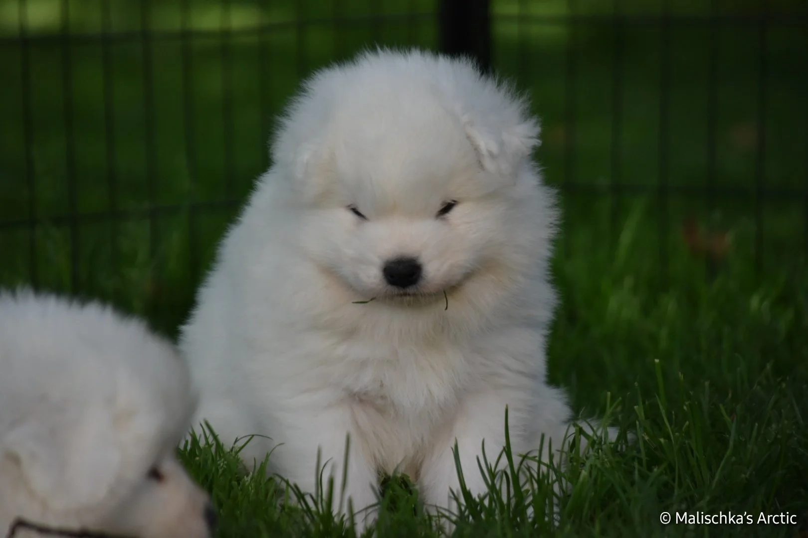 Chiot samoyède yeux et sourire typique,  assis sur l'herbe devant une clôture en métal. Malischka's Arctic