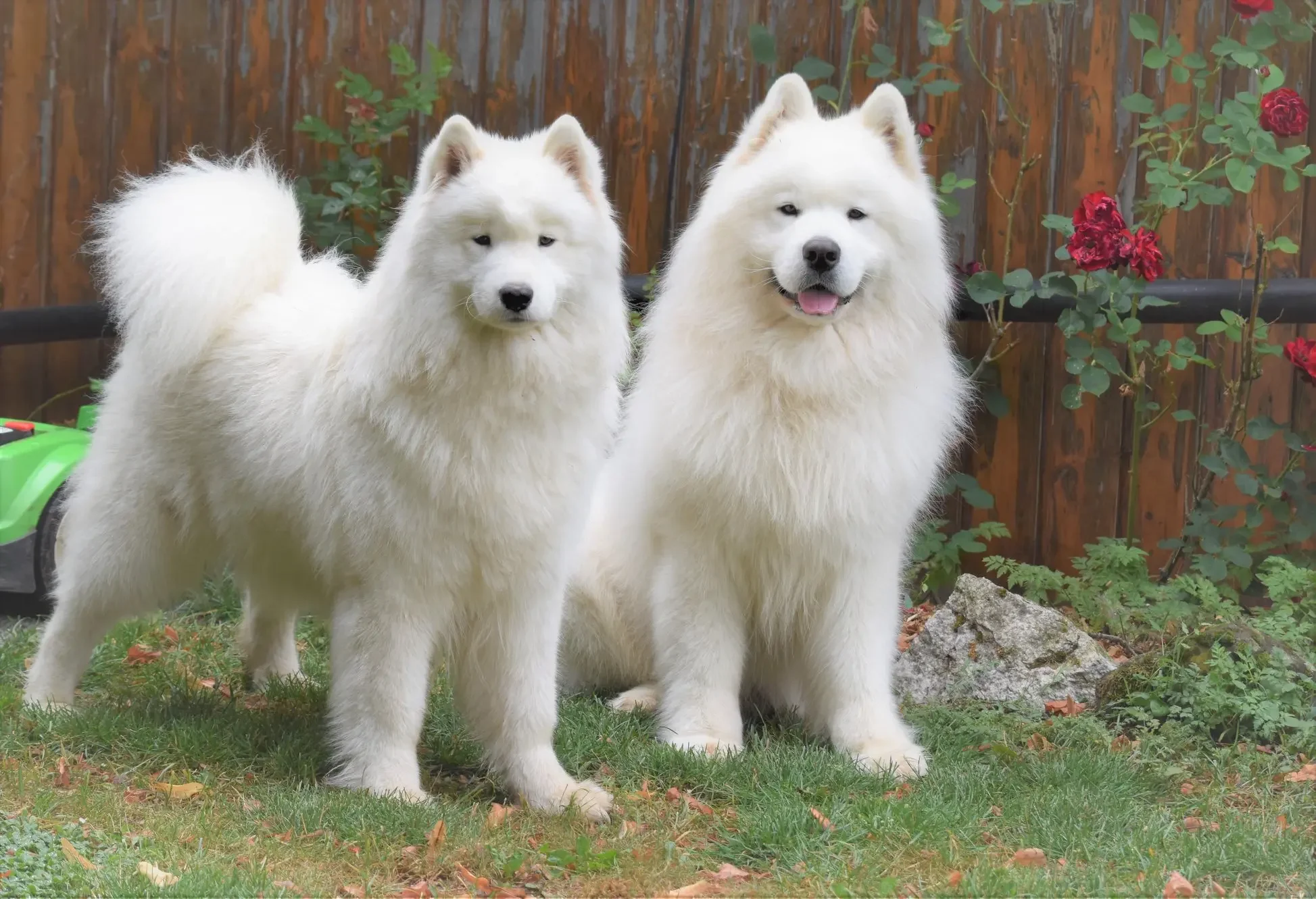 Deux Samoyèdes blancs dans un jardin verdoyant, l’un debout et attentif, l’autre assis avec la langue sortie, devant une clôture en bois ornée de roses rouges. Une scène lumineuse qui évoque la douceur et la noblesse du quotidien.