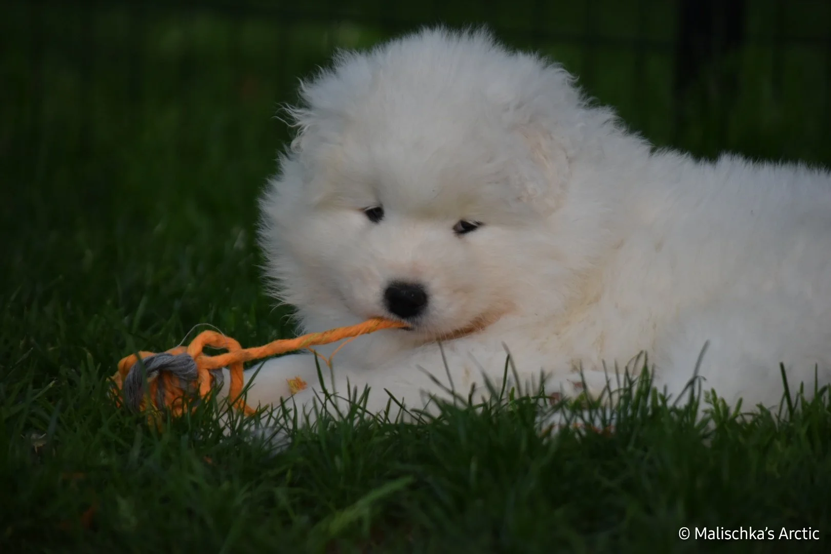 Chiot samoyède jouant avec une corde orange sur l'herbe verte, fond flou. Haute Savoie, Malischka's Arctic